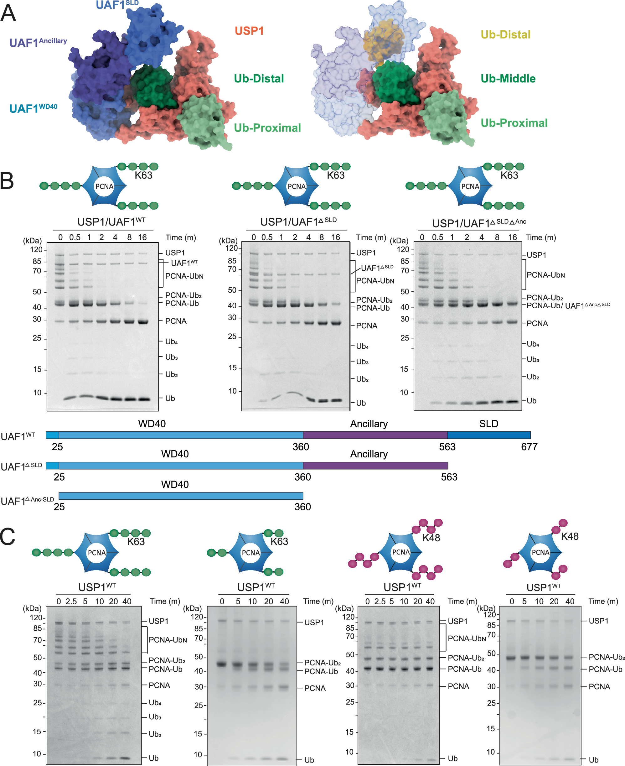 Fig. 5: Analysis of the role of steric hindrance by UAF1 in exo-cleavage preference.