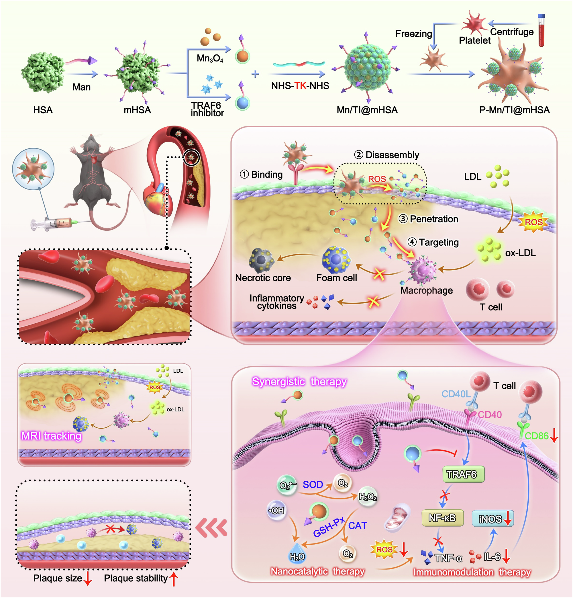 glutathione and low platelets The role of glutathione peroxidase 4 in neuronal ferroptosis and its  therapeutic potential in ischemic and hemorrhagic stroke main image 1