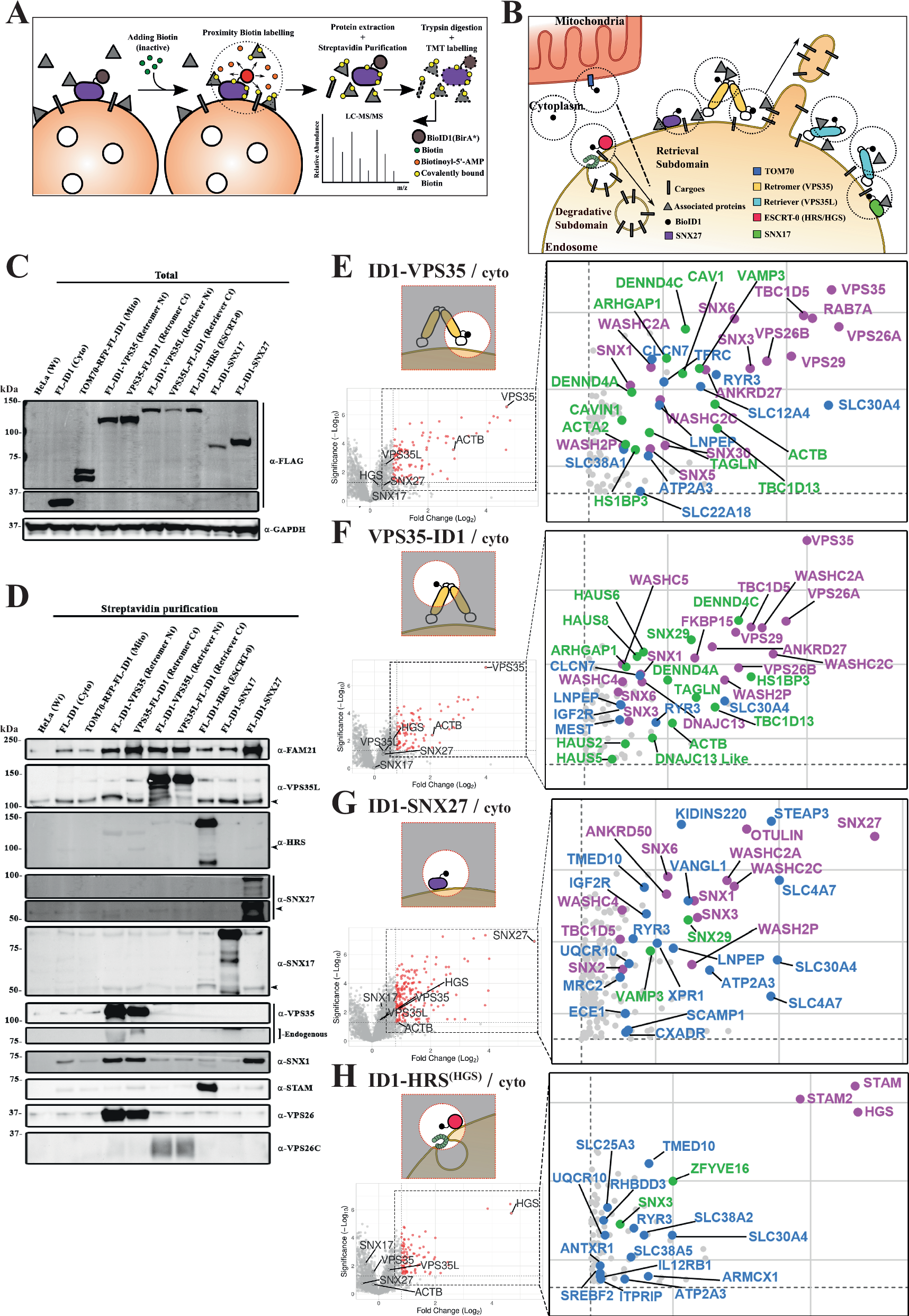 Fig. 1: Proximity proteomics of endosomal sorting sub-domains.