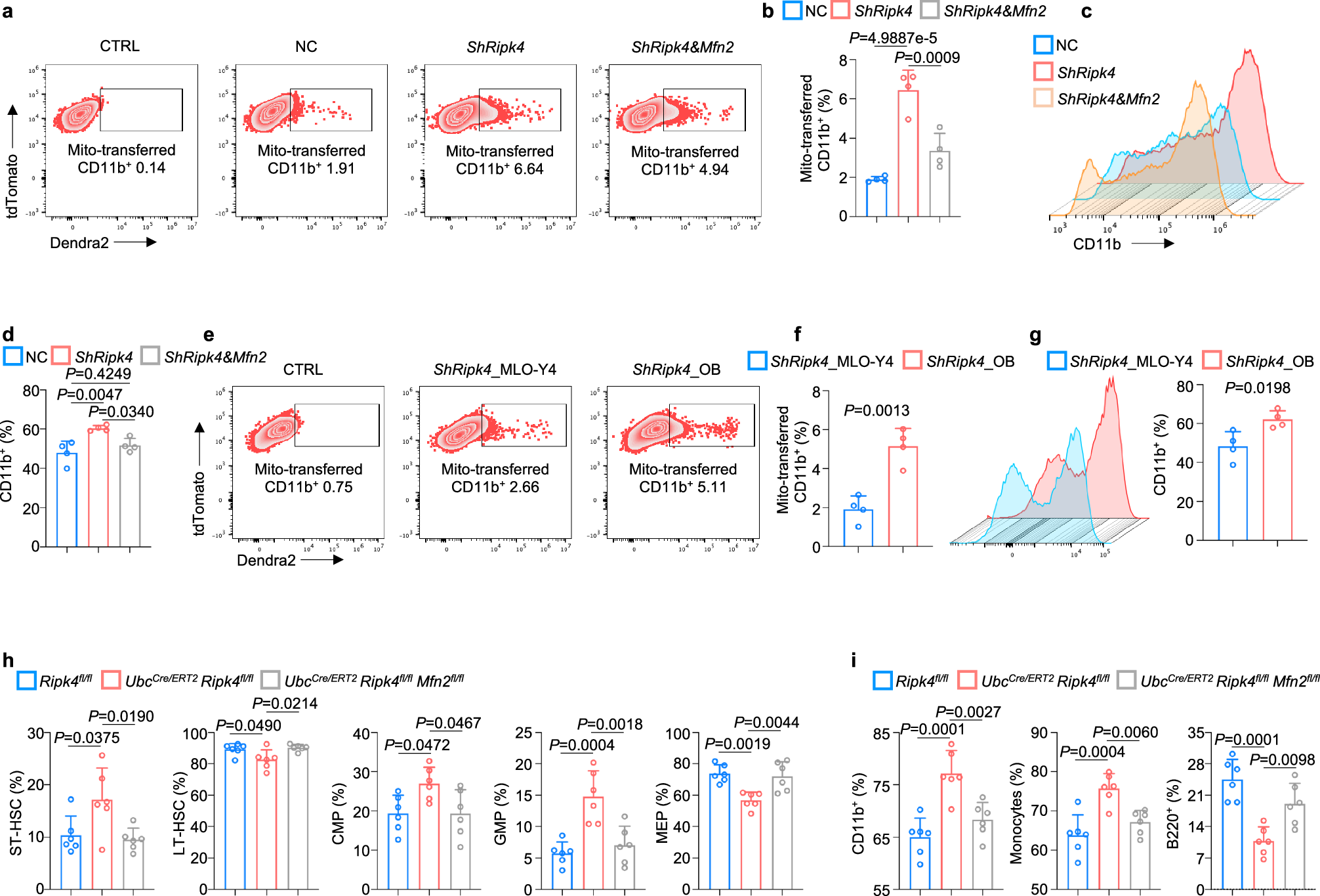 Fig. 7: Osteolineage RIPK4 maintains bone marrow myelopoiesis via MFN2-mediated mitochondrial transfer.
