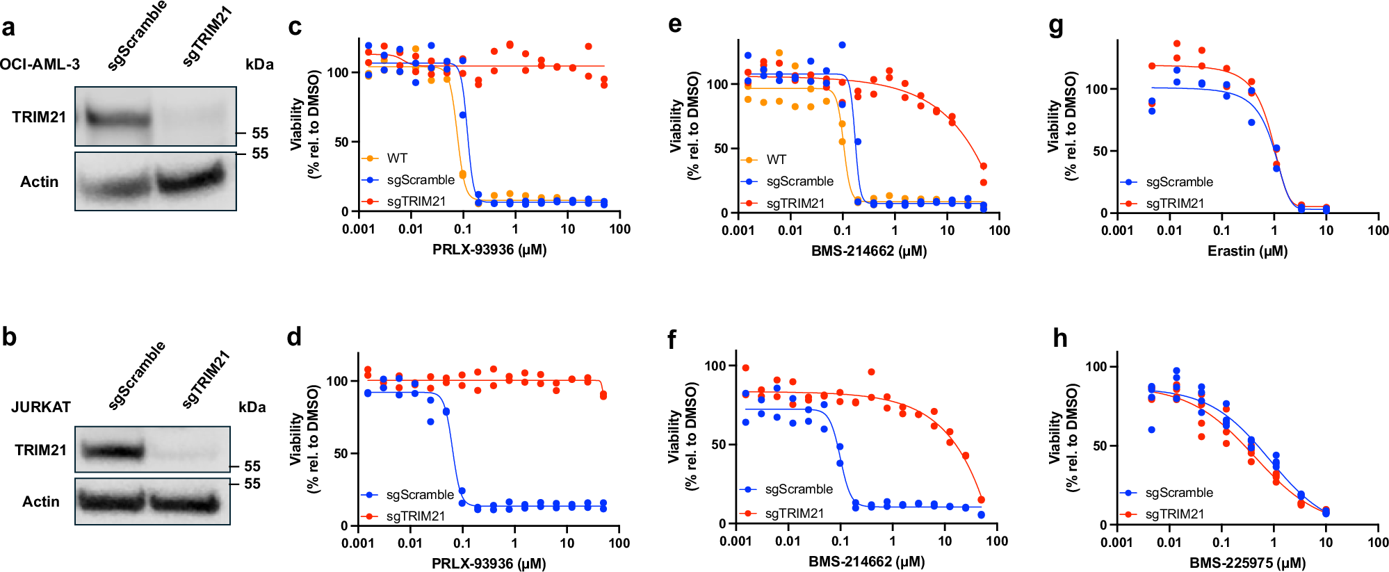 Fig. 2: TRIM21 loss prevents cell killing by PRLX-93936 and BMS-214662.
