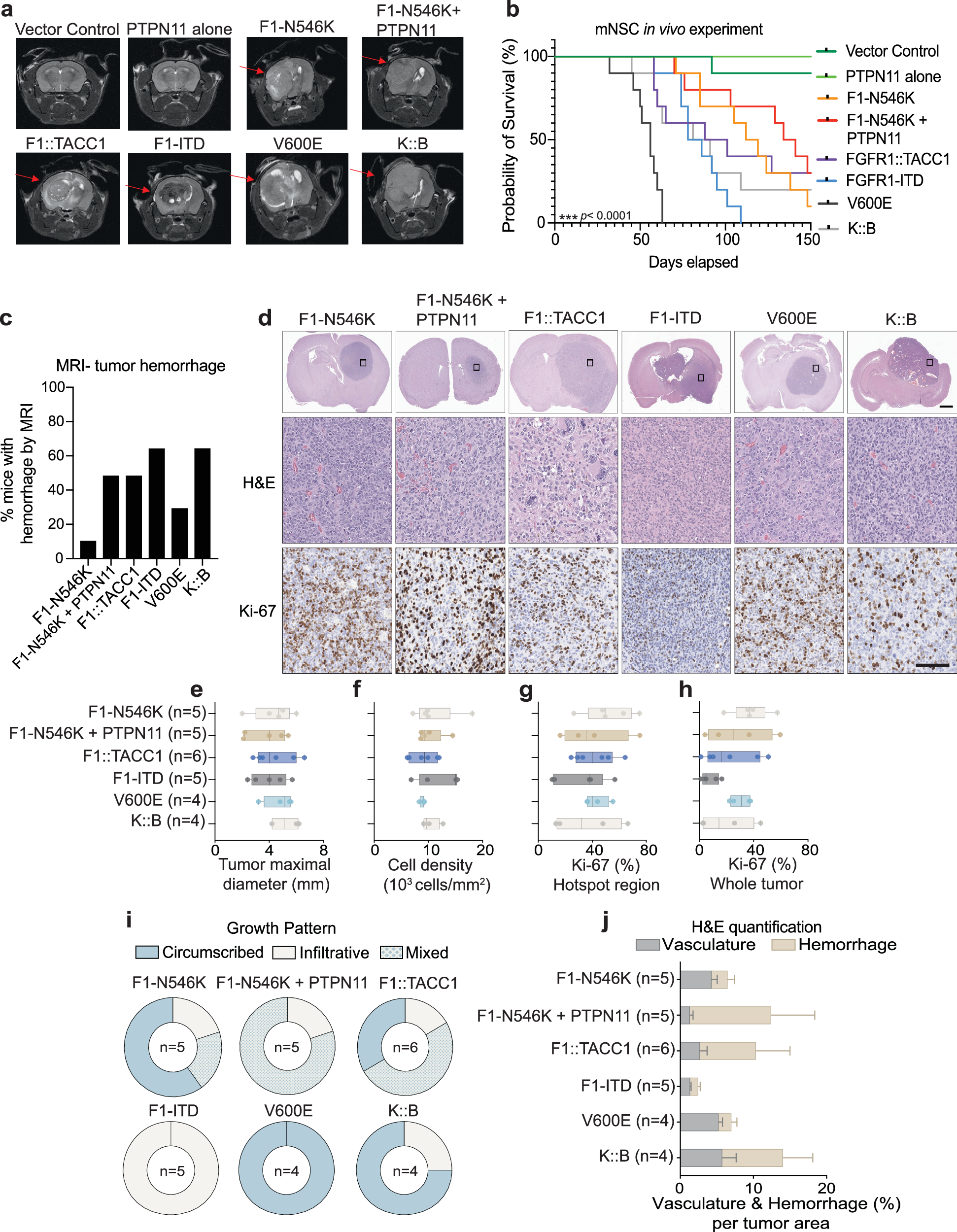 Fig. 5: Isogenic mNSC lines driven by FGFR1 alterations form tumors in mice.
