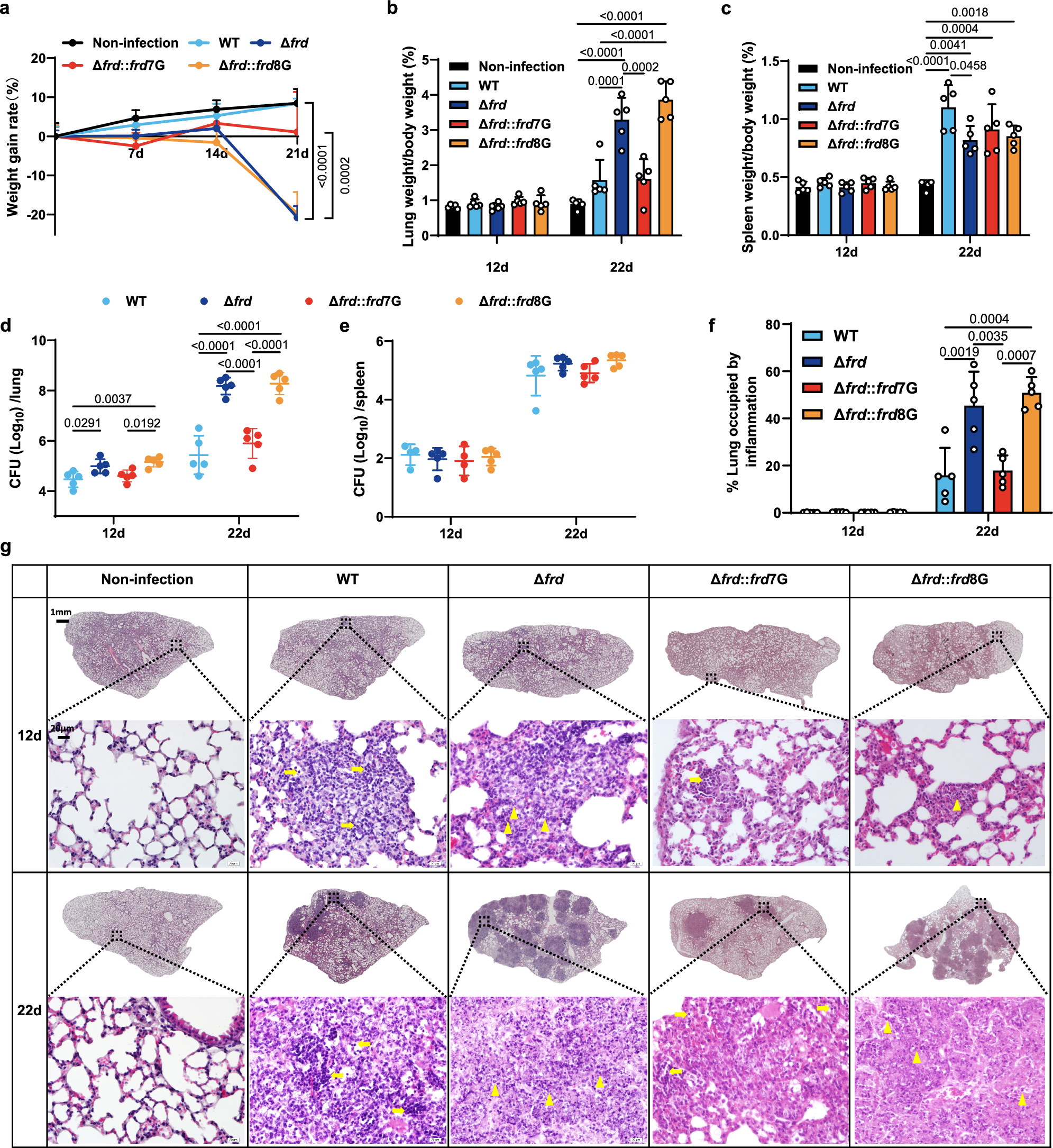 Fig. 4: The frd HT insertion mutations enhance M. bovis pathogenicity.