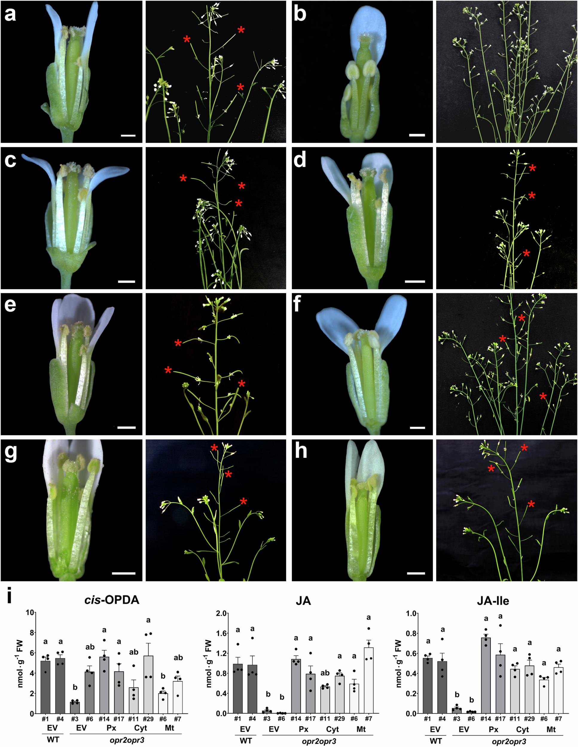 Fig. 6: Restitution of the fertility and JA/JA-Ile levels of opr2opr3 plants by OPR3-targeted to different organelles.