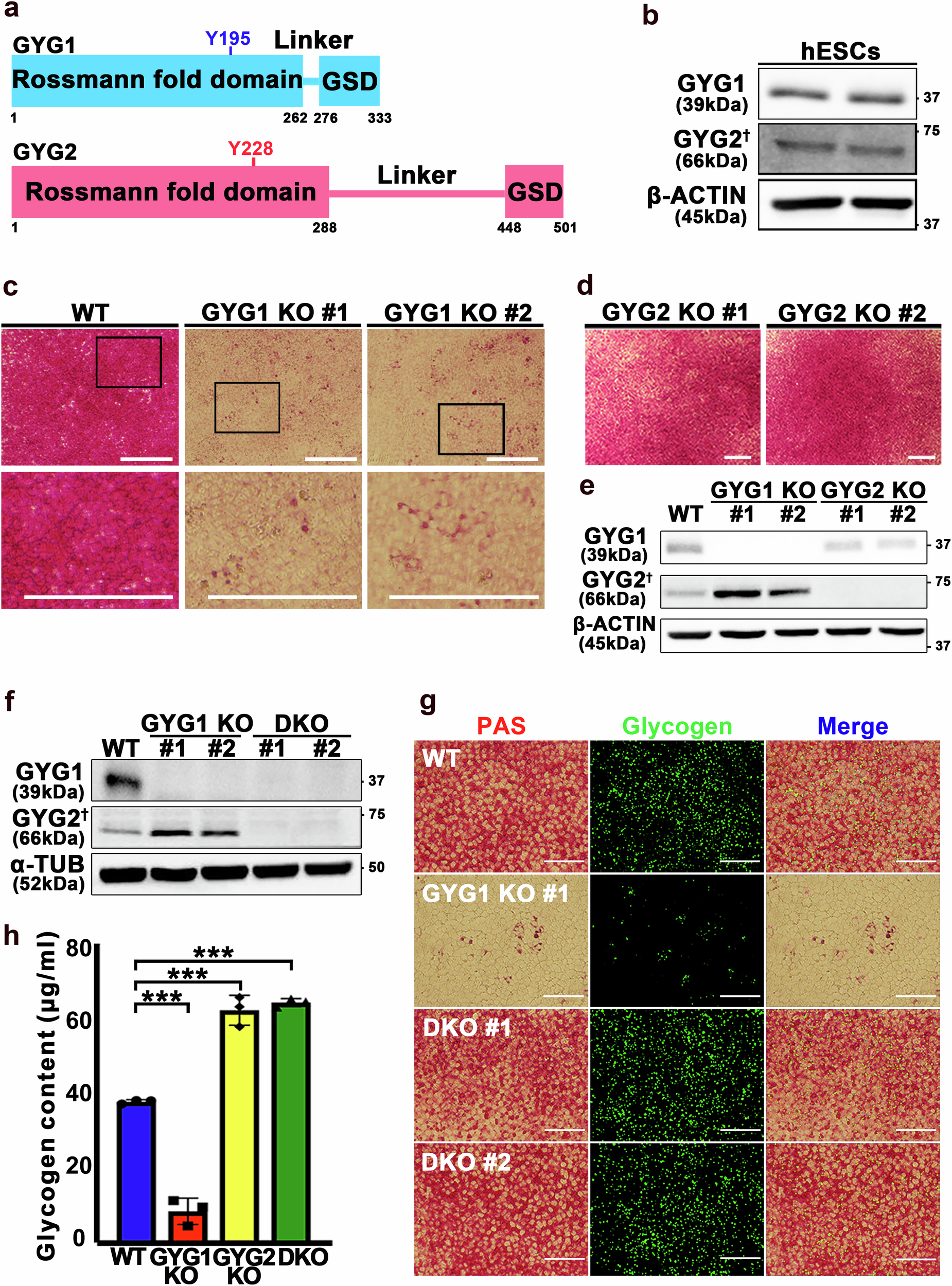 Fig. 1: Glycogen synthesis is reduced in GYG1 knockout hESCs.
