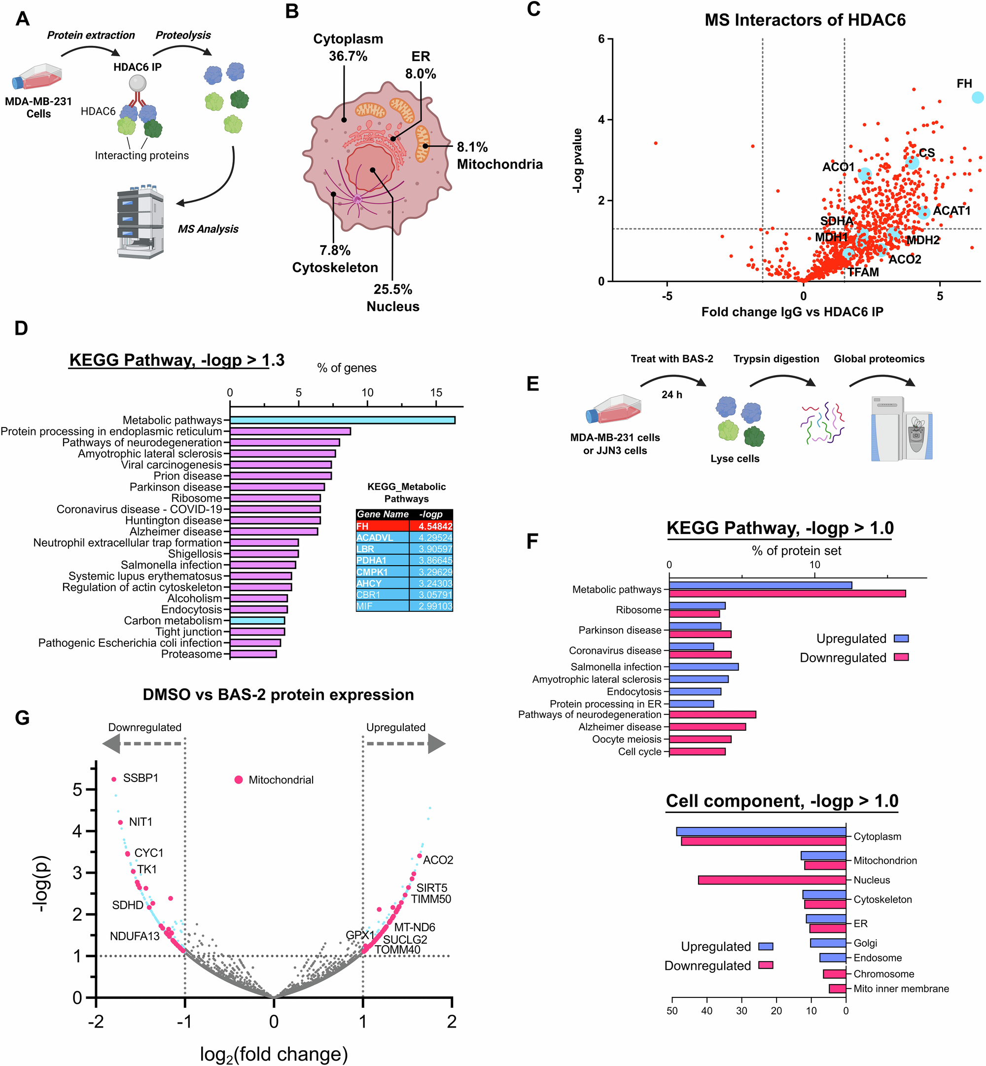 Fig. 4: HDAC6 interacts with multiple metabolic and mitochondrial proteins, including fumarate hydratase (FH).