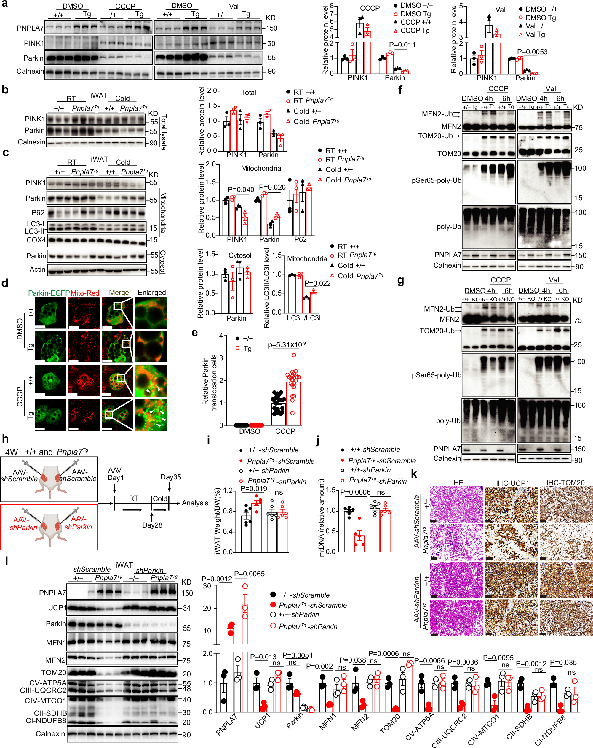 Fig. 5: PNPLA7 enhances Parkin mitochondrial recruitment and E3 ligase activity.