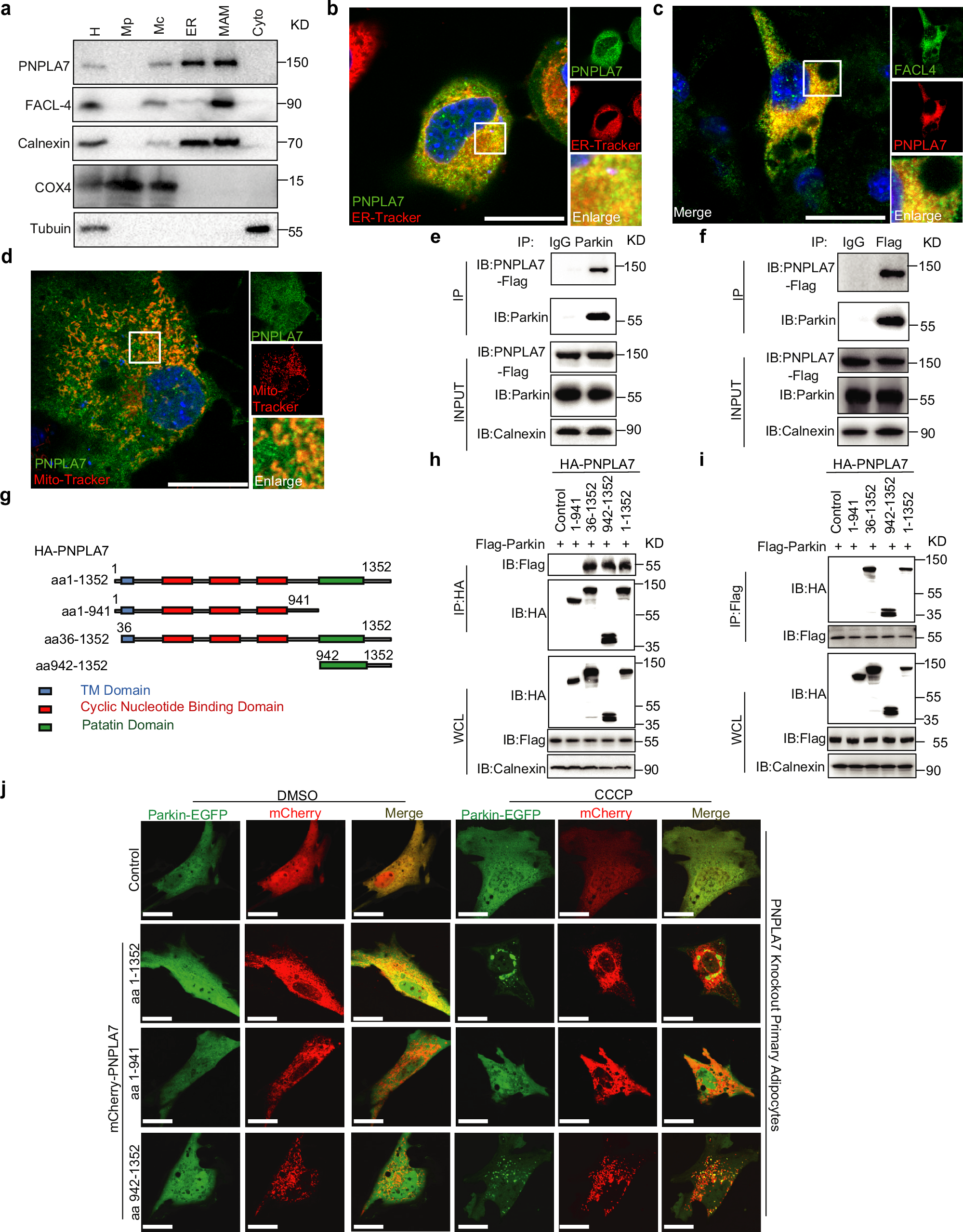 Fig. 6: PNPLA7 is a MAM protein and interacts with Parkin to facilitate mitochondrial translocation of Parkin.