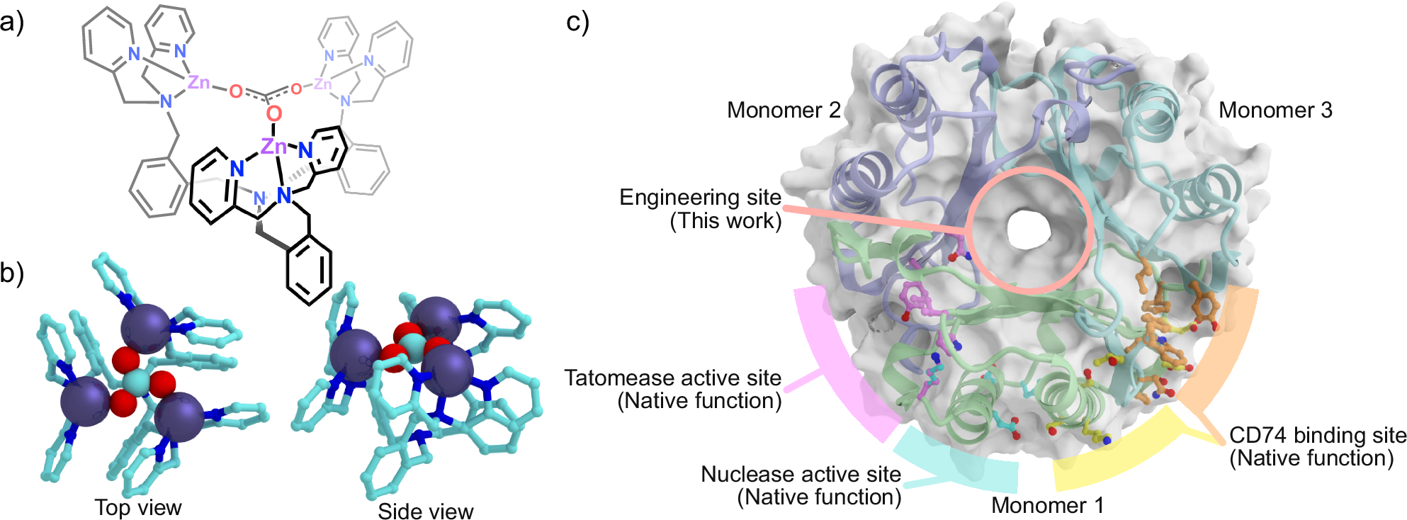 Fig. 1: Building blocks used in this study to construct a designer tri-zinc enzyme.