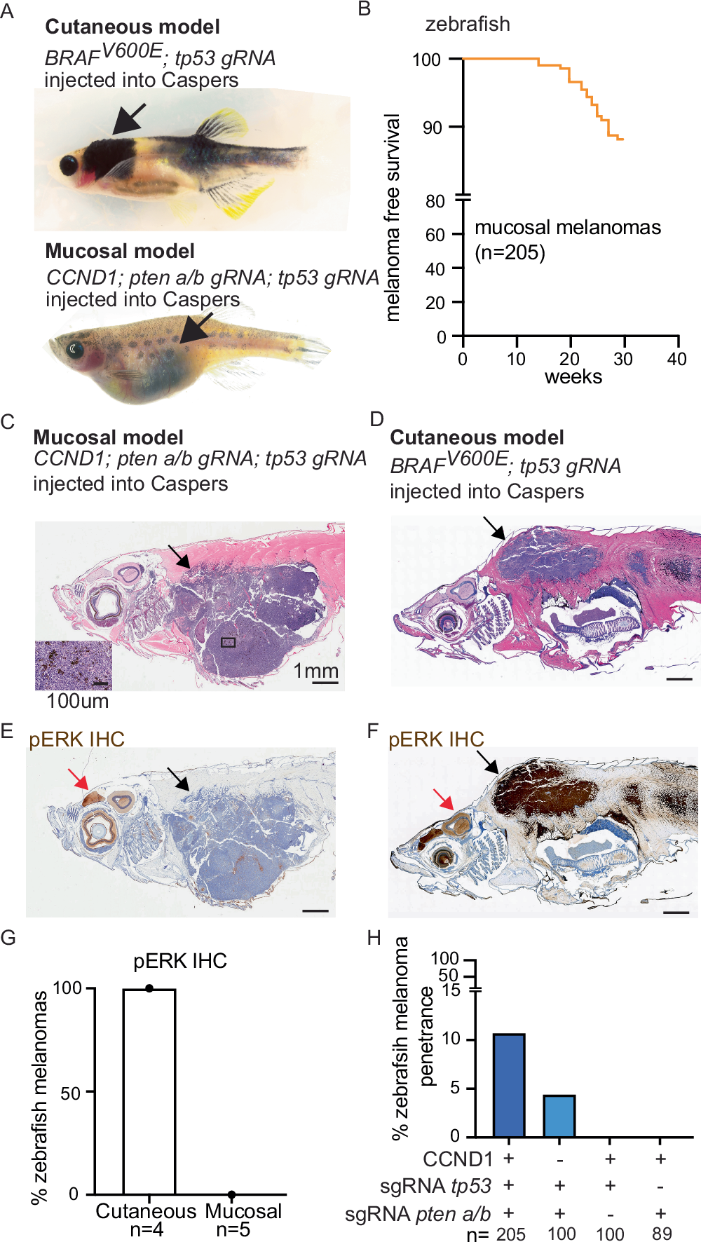 Specific oncogene activation of the cell of origin in mucosal melanoma |  Nature Communications