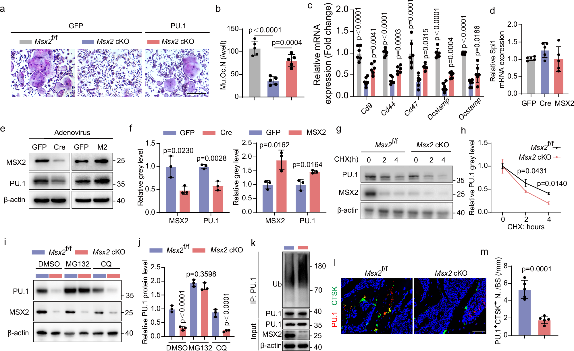 Fig. 3: Msx2 promotes pre-osteoclasts fusion through stabilizing PU.1.