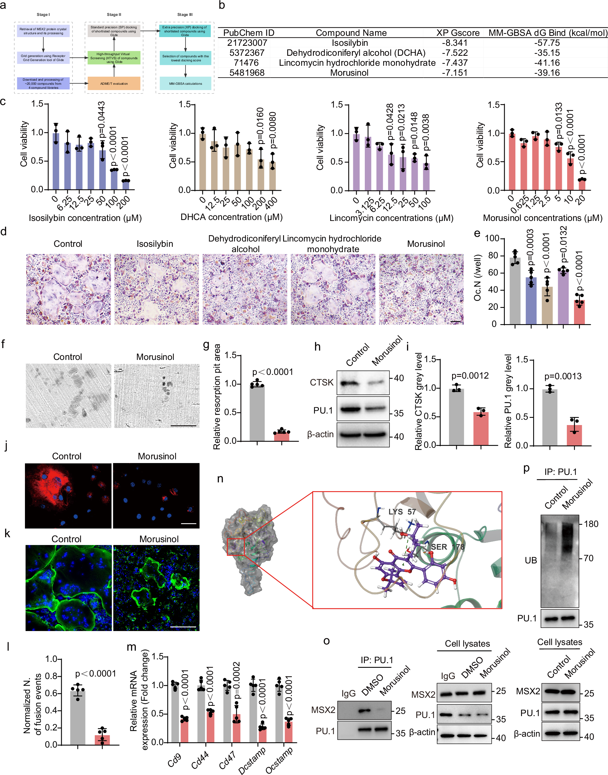 Fig. 6: Morusinol targets MSX2-PU.1 complex and inhibits osteoclast fusion.