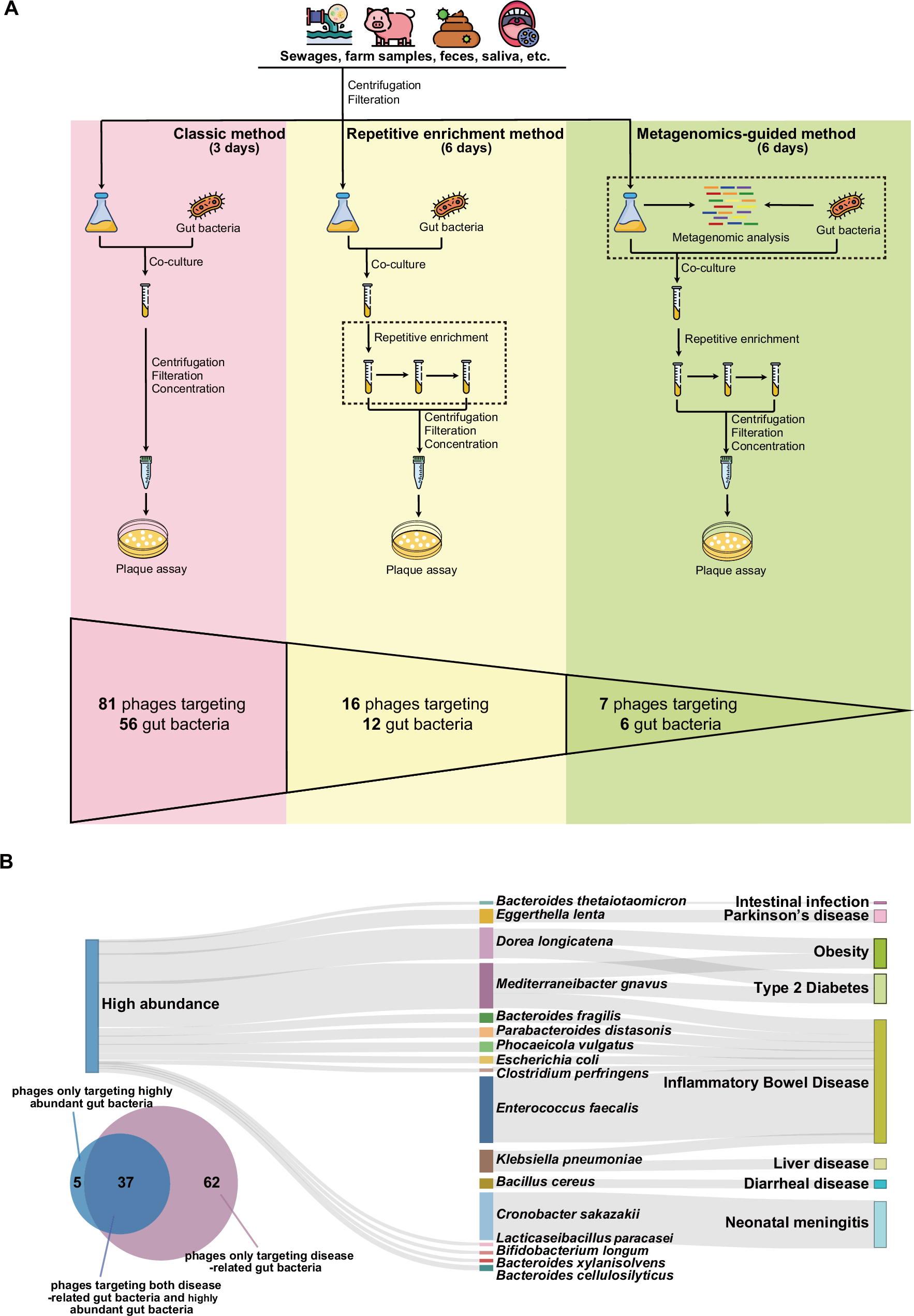Fig. 1: The workflow and host details of gut phage isolates.