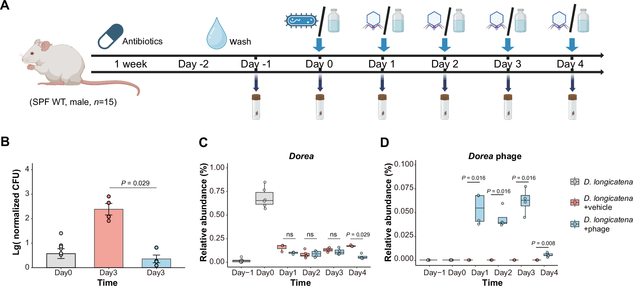 Fig. 6: Inhibition of D. longicatena by phage in vivo.