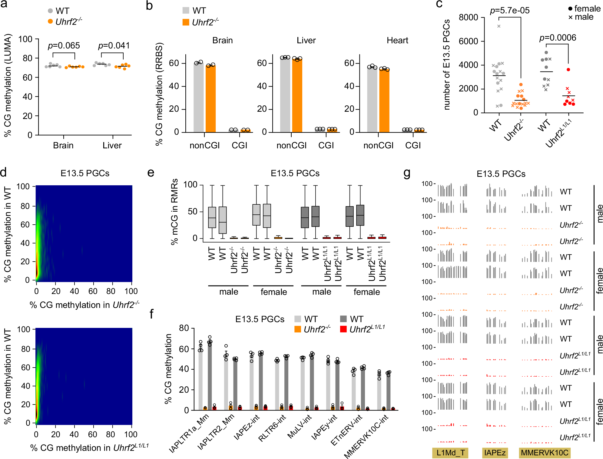 Fig. 3: Uhrf2 is required for DNA methylation in PGCs but not in somatic cells.