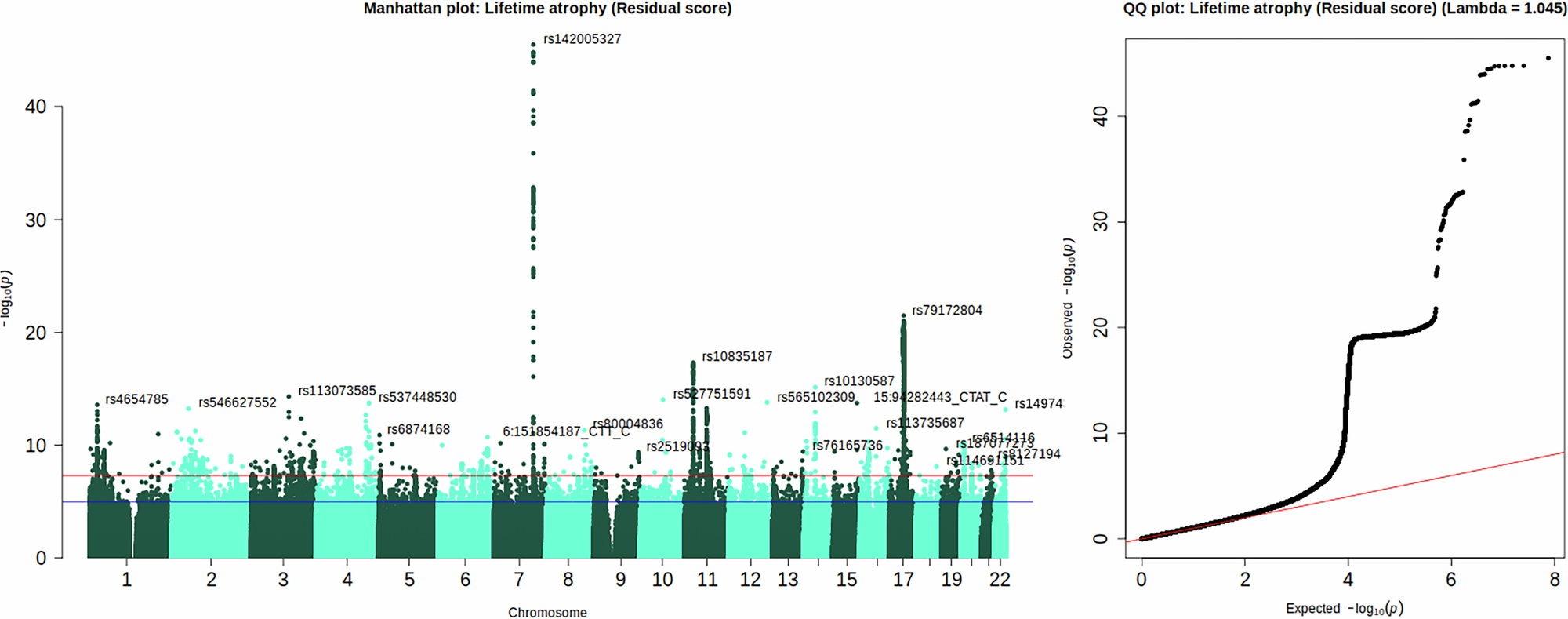 Fig. 4: Genome-wide association study of lifetime brain atrophy (LBA).