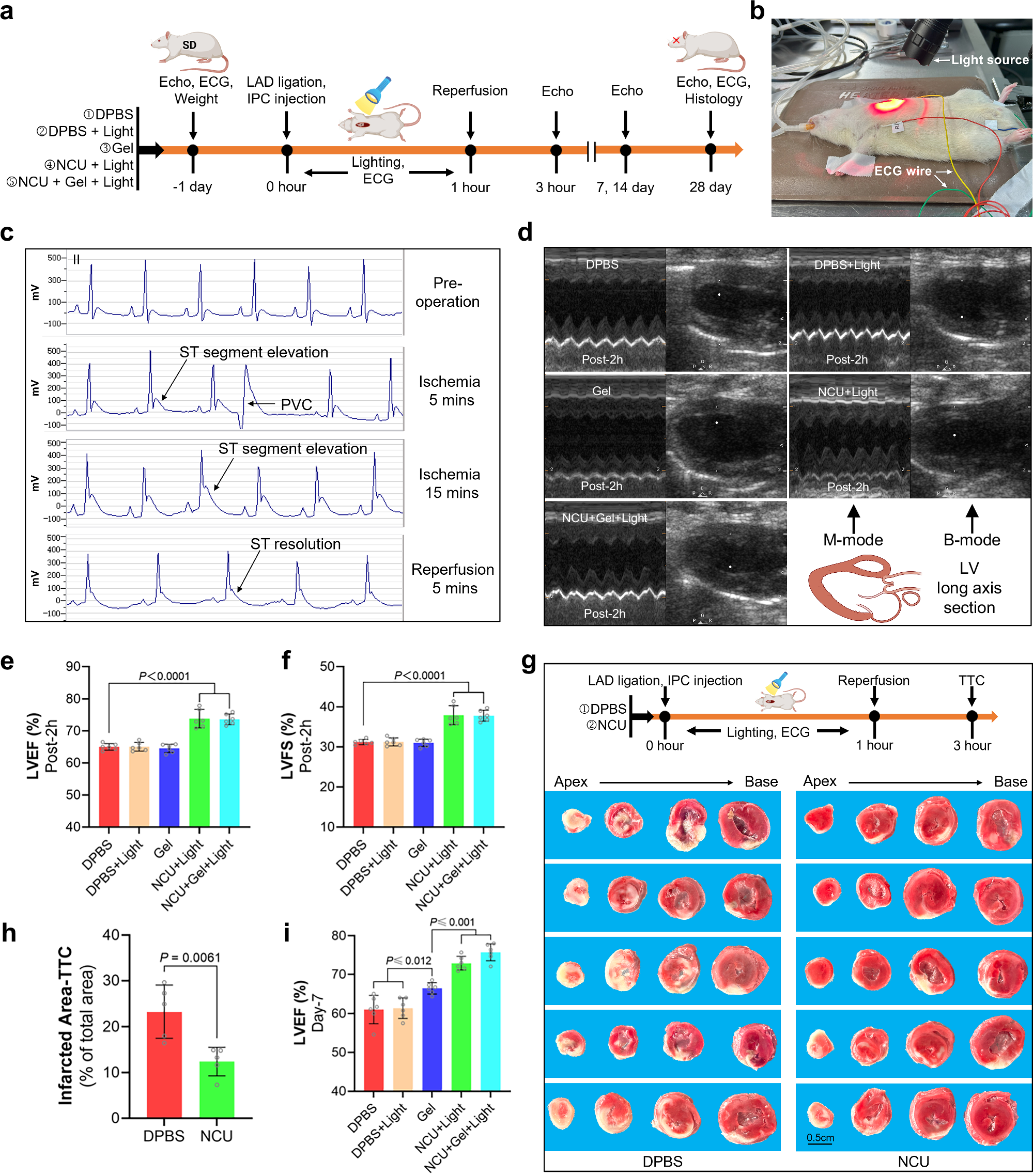 Fig. 6: Effect of NCU and GA hydrogel treatment on rat I/R model.