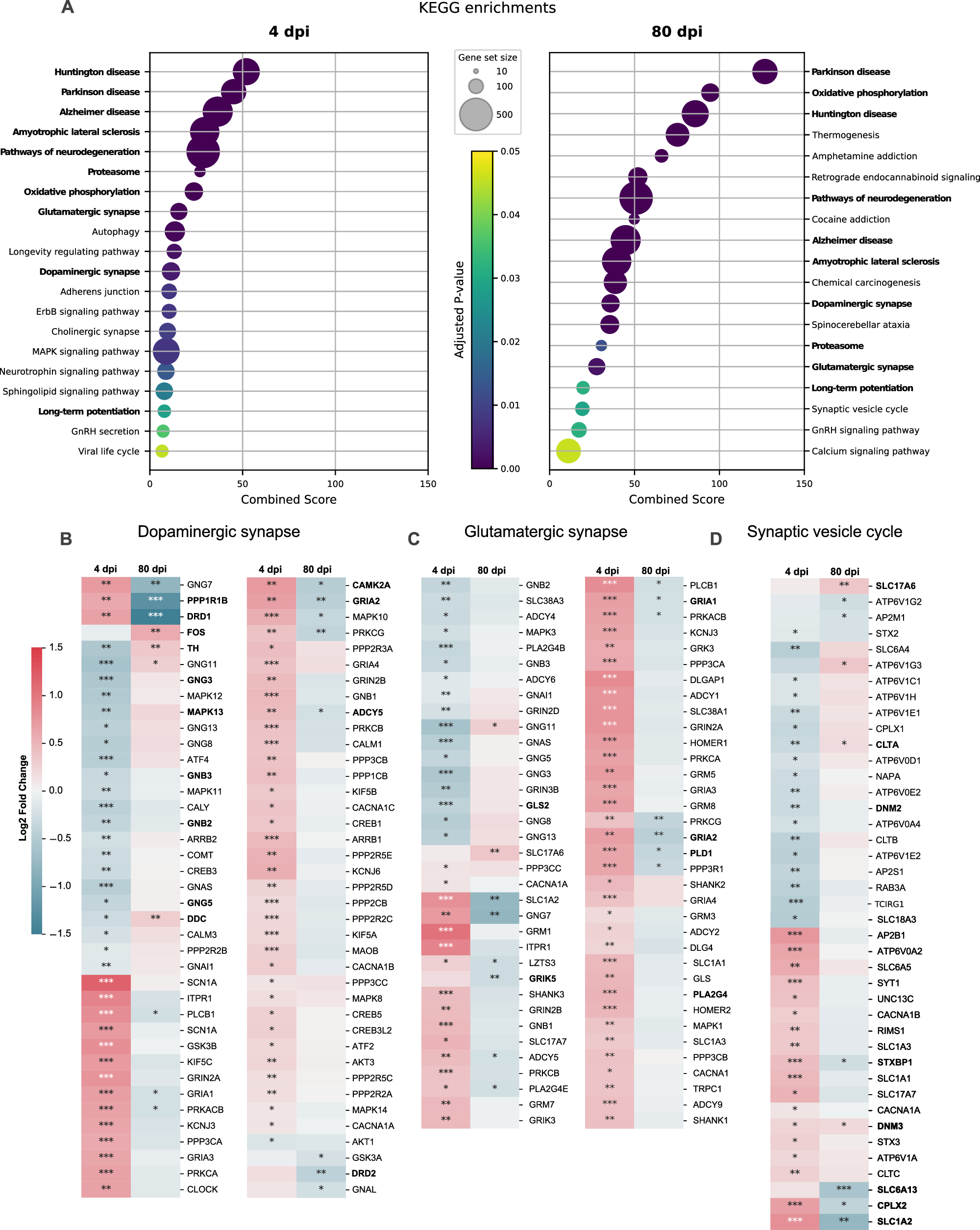 Fig. 4: Intranasal SARS-CoV-2 infection alters the brainstem transcriptomic profile in hamsters.