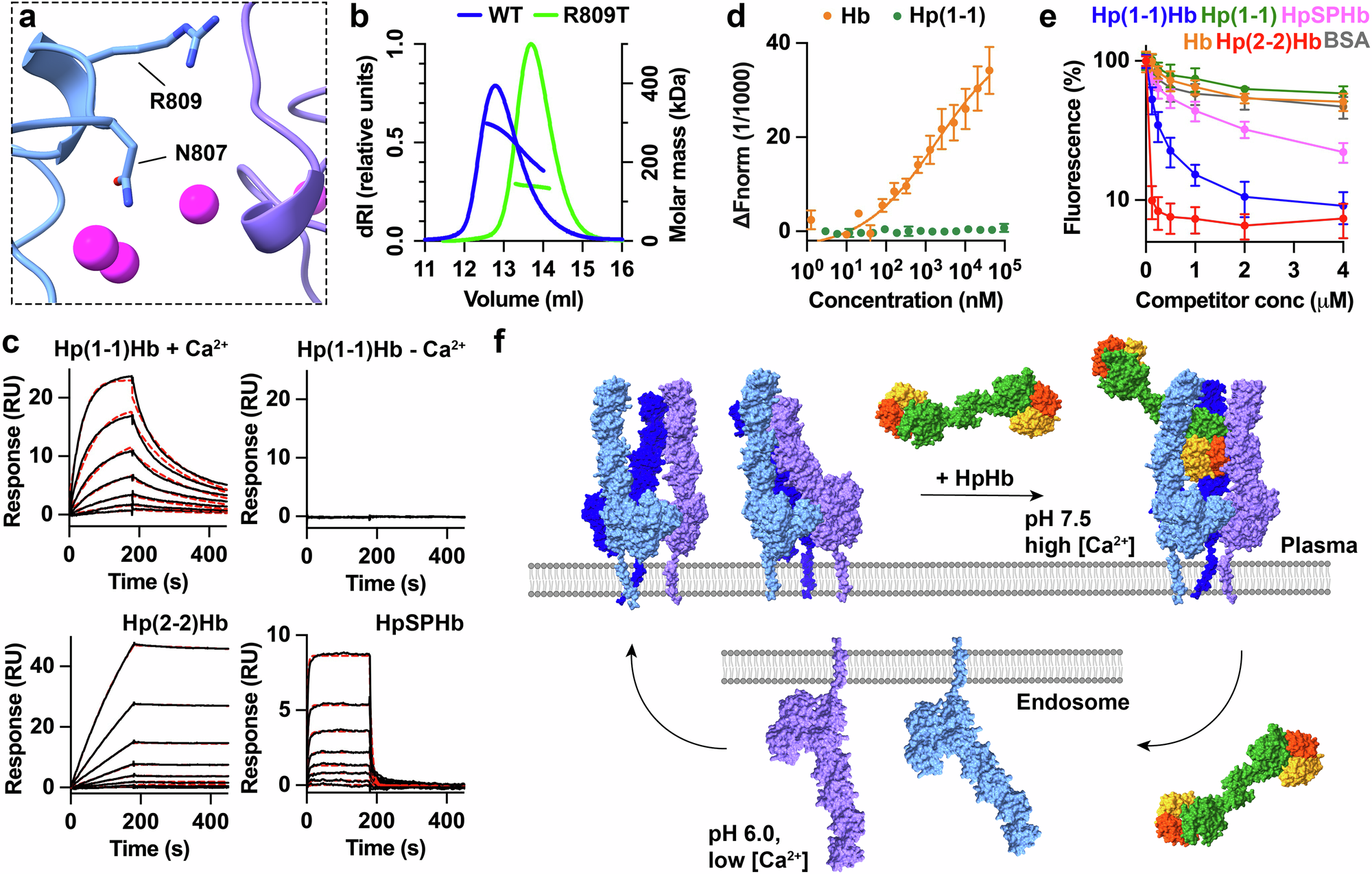 Fig. 5: Multimerisation of CD163 allows uptake of lower-avidity ligands.