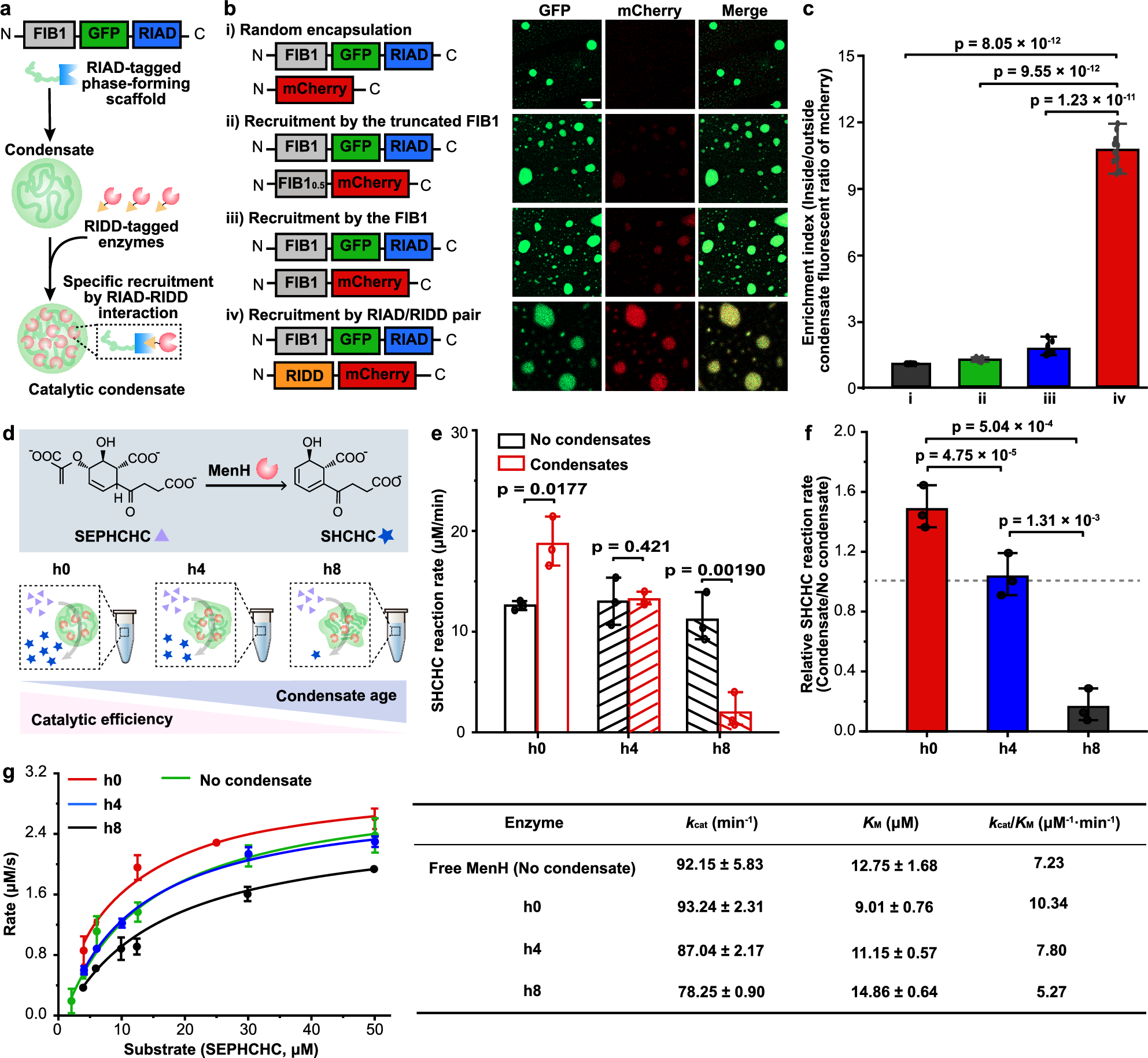Fig. 1: Enzymatic reactions within condensates exhibit a time-dependent reaction rate.