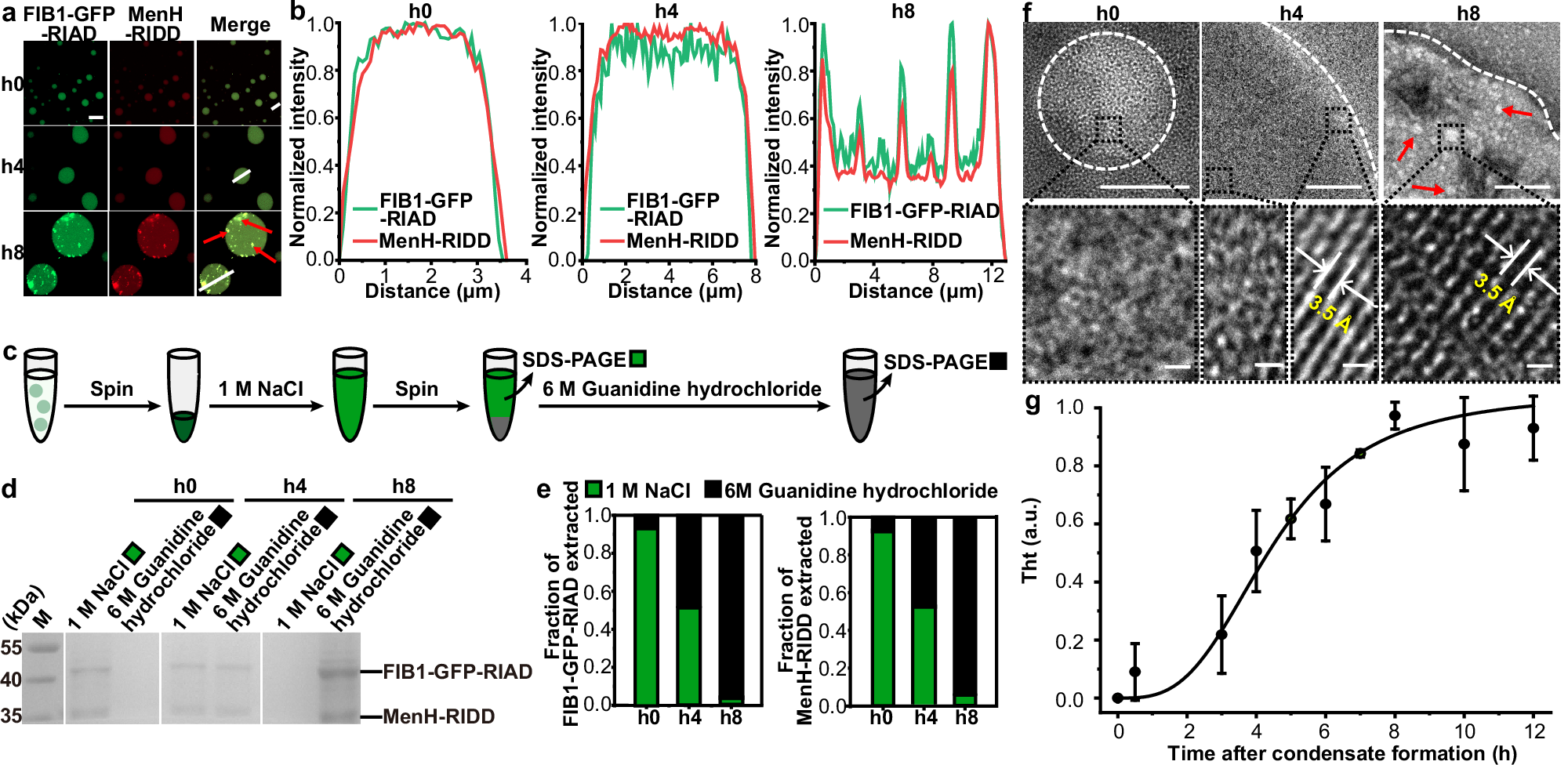Fig. 3: Accumulation of protein aggregates of scaffold proteins and enzymes in aged condensates.