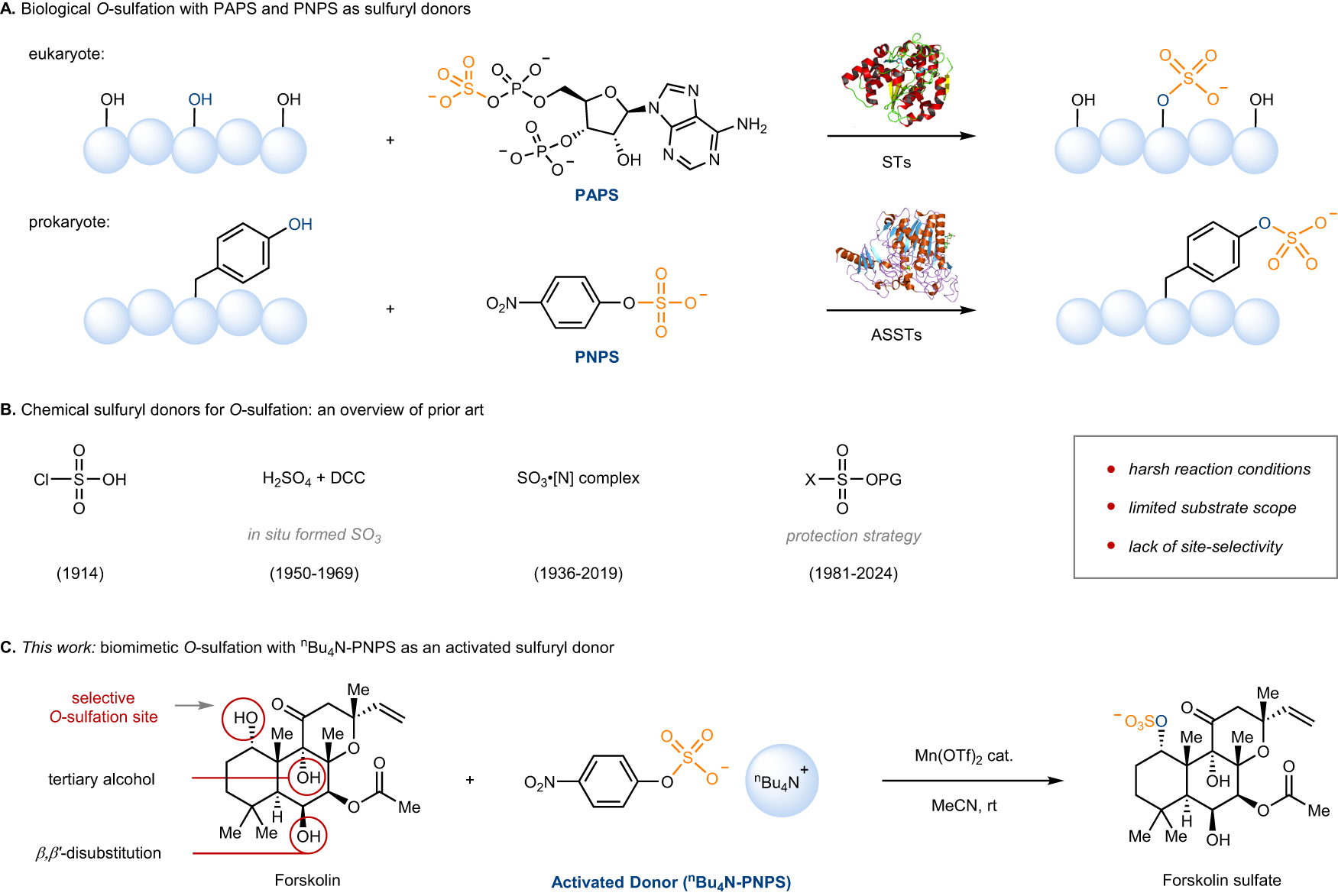 n4-sulfone-sulfamethoxazole-glutathione conjugate8 Glutathione, reduced | CAS 70-18-8 | SCBT Glutathione with Cofactors Lozenges