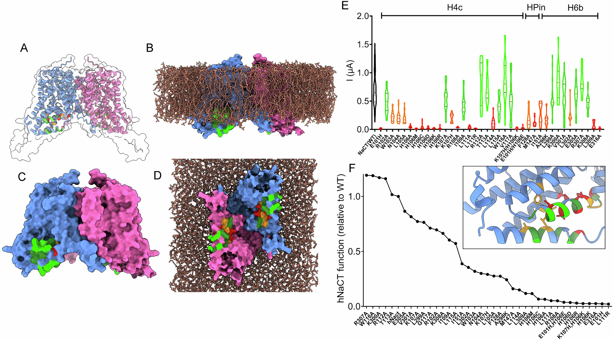 Fig. 6: Functional mapping: the dynamic range of NaCT is determined by residues of the H4c/H6b regulatory array.