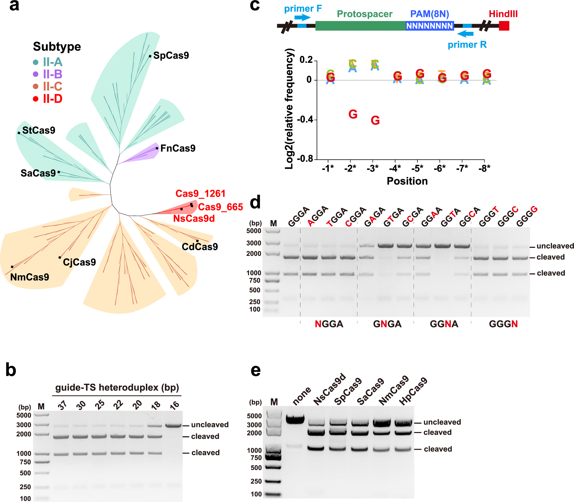Fig. 1: In vitro cleavage activities of NsCas9d and the protospacer adjacent motif (PAM) identification.
