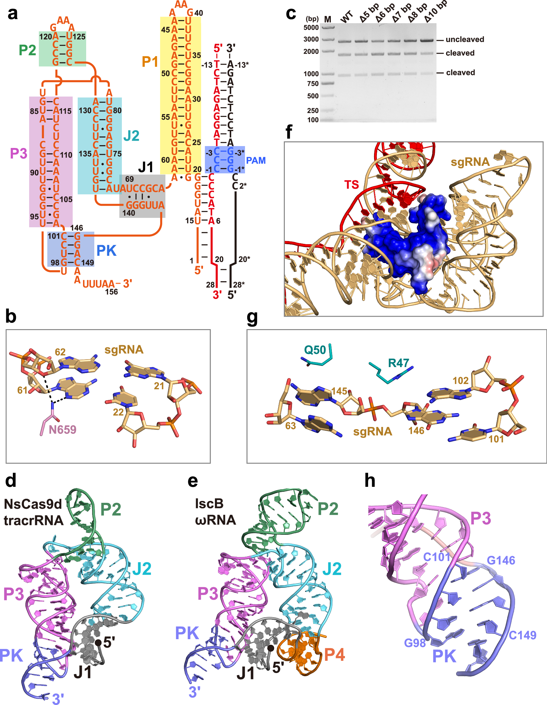 Fig. 3: Structural features of sgRNA.