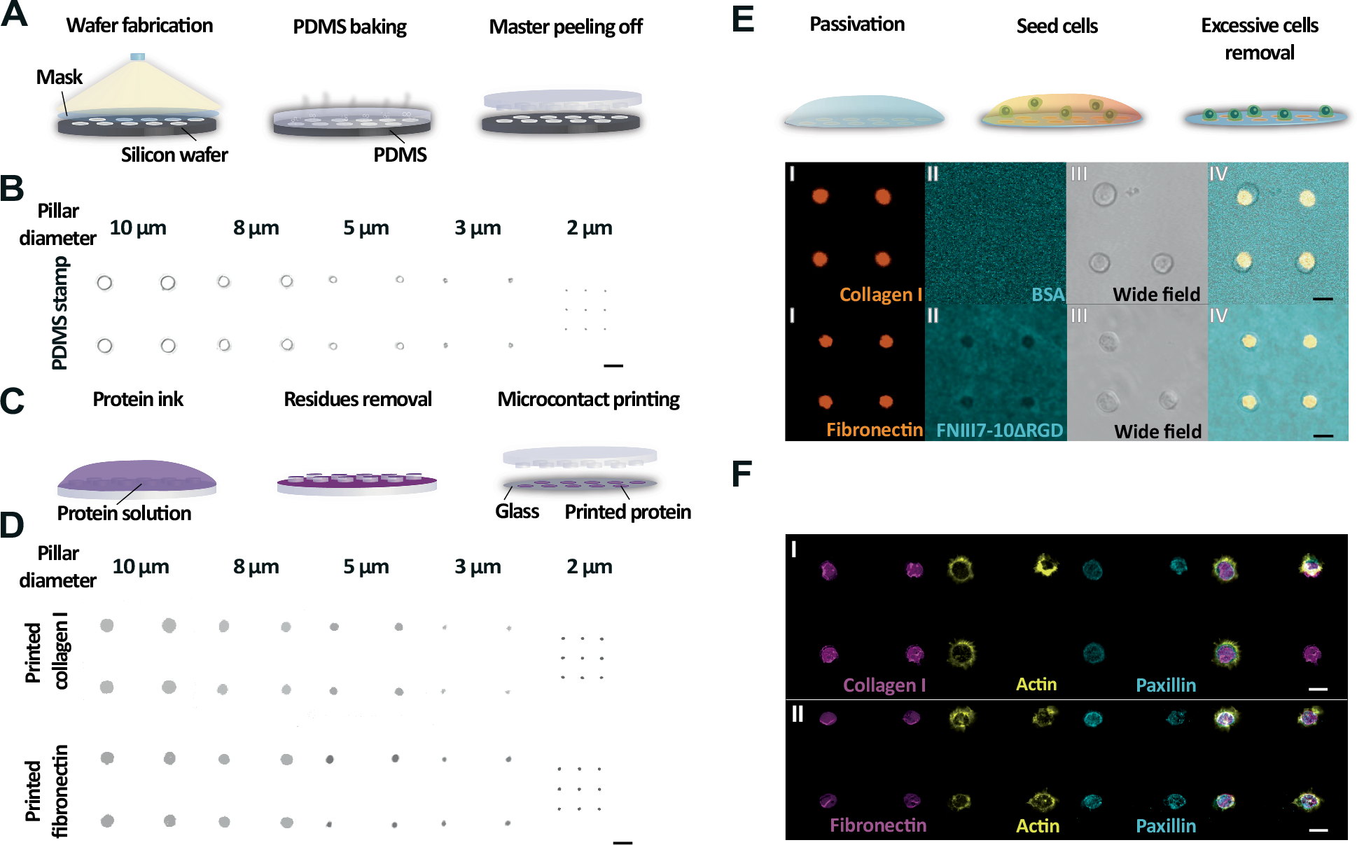Fig. 1: Engineering ECM protein patterns with defined sizes by microcontact printing (µCP).