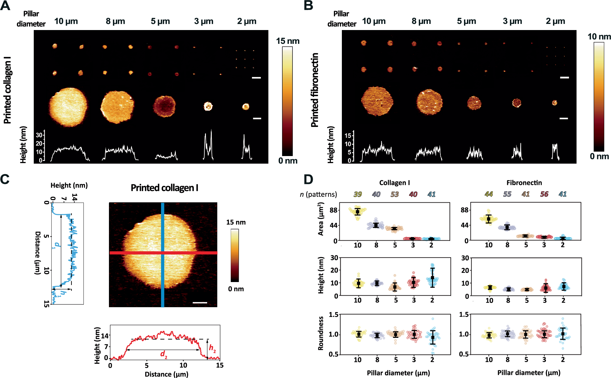 Fig. 2: Morphological characterization of ECM protein patterns.