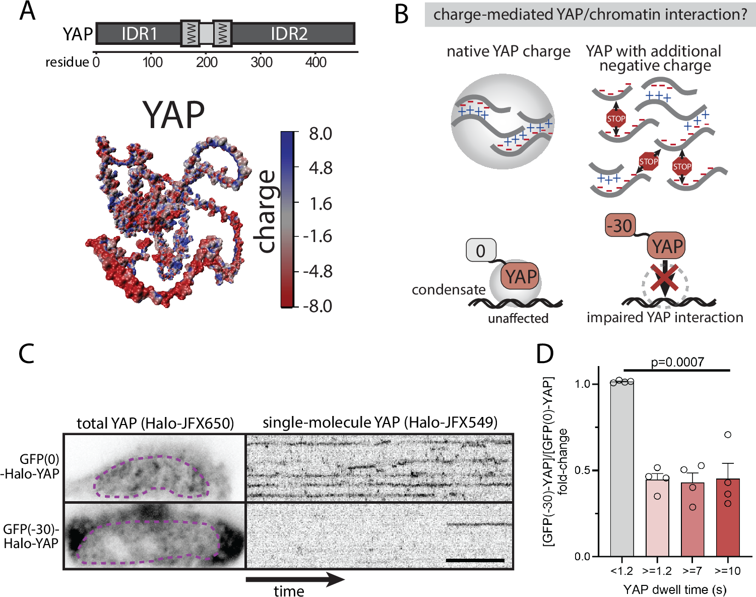 Fig. 2: YAP-chromatin dwell times are sensitive to protein charge.