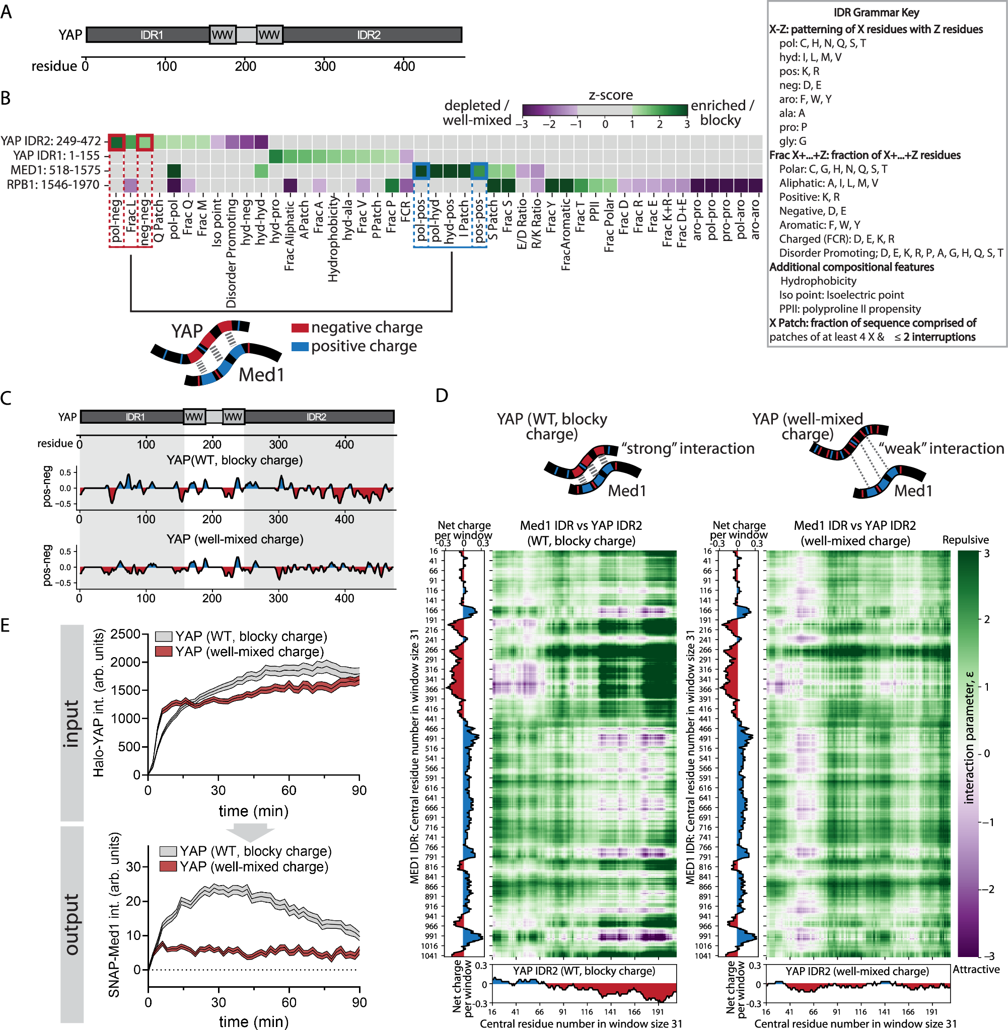 Fig. 6: YAP charge patterning drives YAP/Med1 co-condensation.
