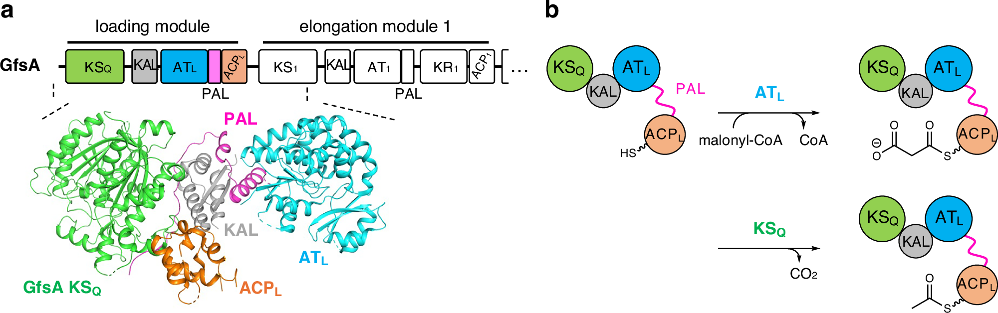 Ancestral sequence reconstruction as a tool for structural analysis of  modular polyketide synthases | Nature Communications