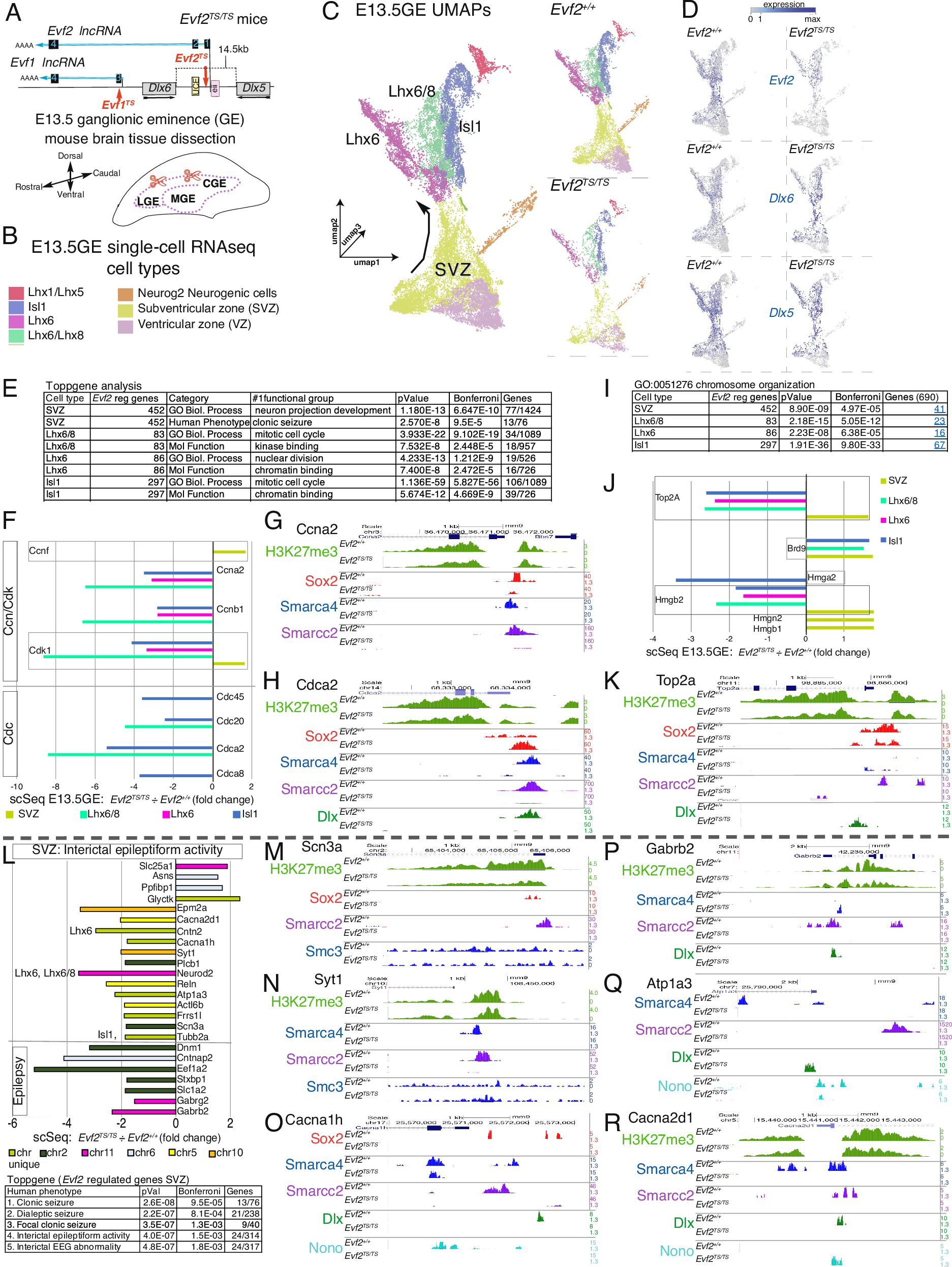 Fig. 1: Single-cell sequencing of E13.5 ganglionic eminences reveals Evf2-regulated shared and unique functional gene networks among subpopulations, with the SVZ predicting adult effects on epileptiform activity genes.