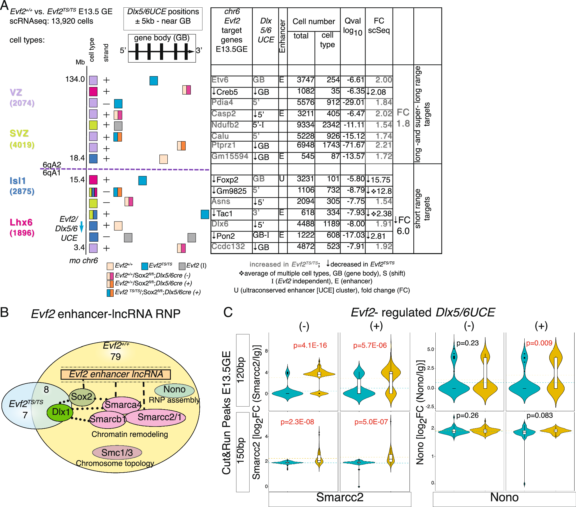Fig. 2: Evf2 guidance of Dlx5/6UCE to gene bodies (±5 kb) divides chr6 into transcriptionally activated (short-range) and repressed (long/super-long-range) domains, altering SMARCC2 and NONO binding at Dlx5/6UCE looping-regulated sites.