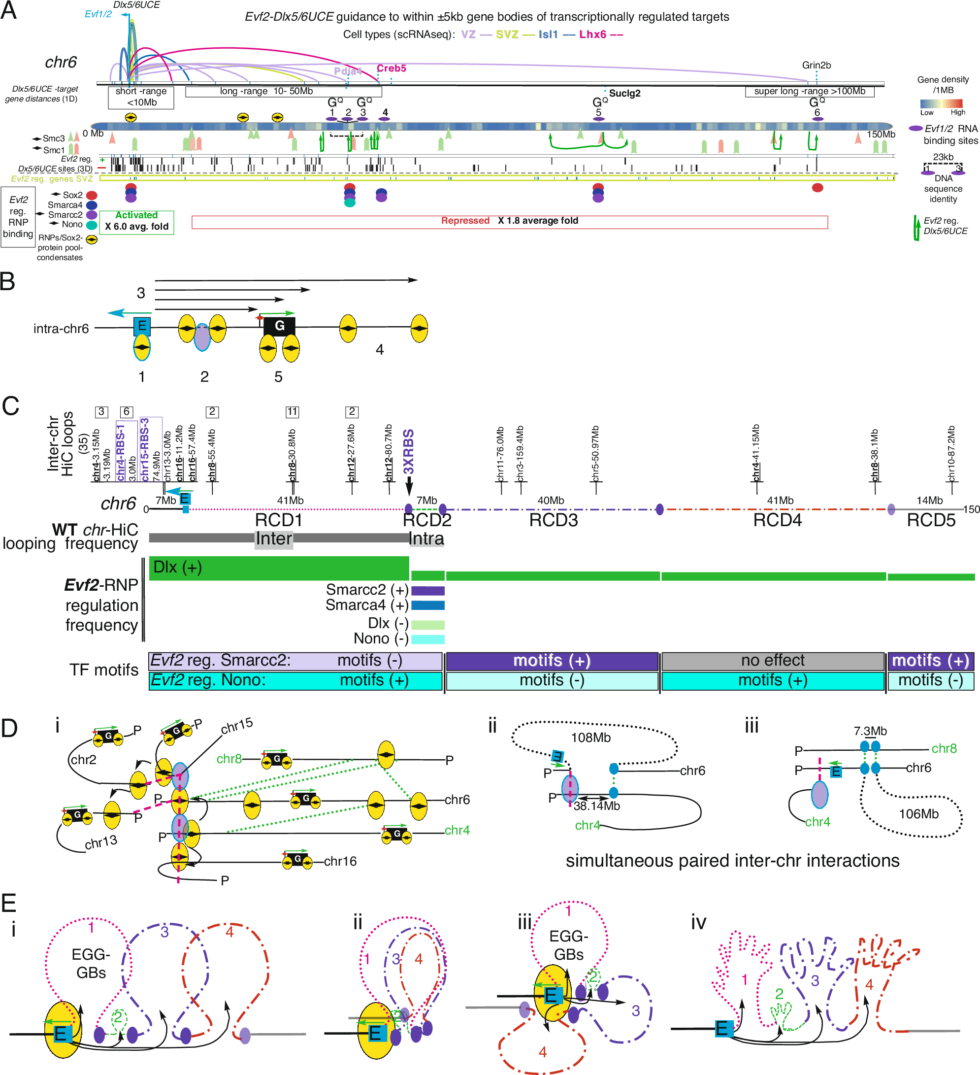 Fig. 8: Models incorporating Evf2 RNA direct binding, RNP recruitment, enhancer guidance, transcriptional regulation, and intra- and inter-chromosomal looping interactions.