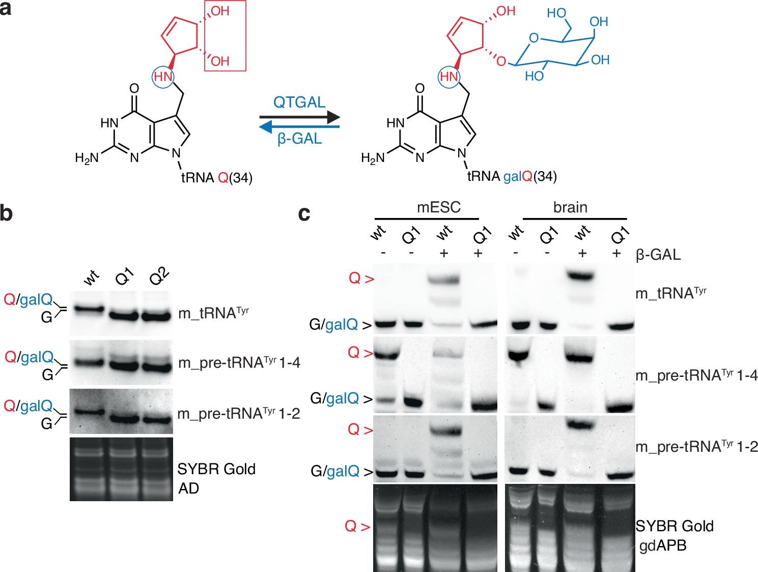 Fig. 4: pre-tRNATyr 1-2 is modified at G34 with galQ before splicing.