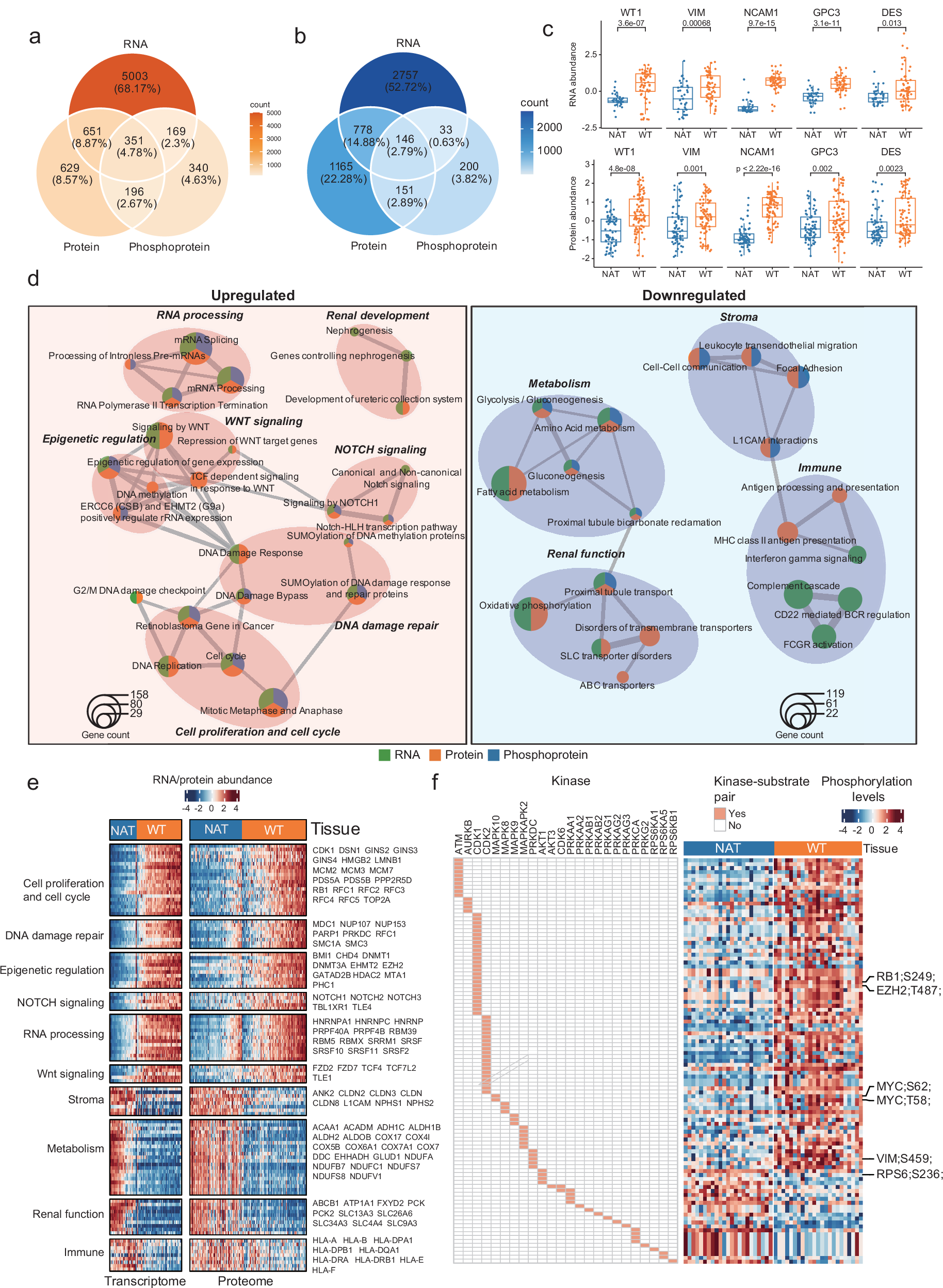 Fig. 2: Identification of tumor-specific genes and pathways in WT.