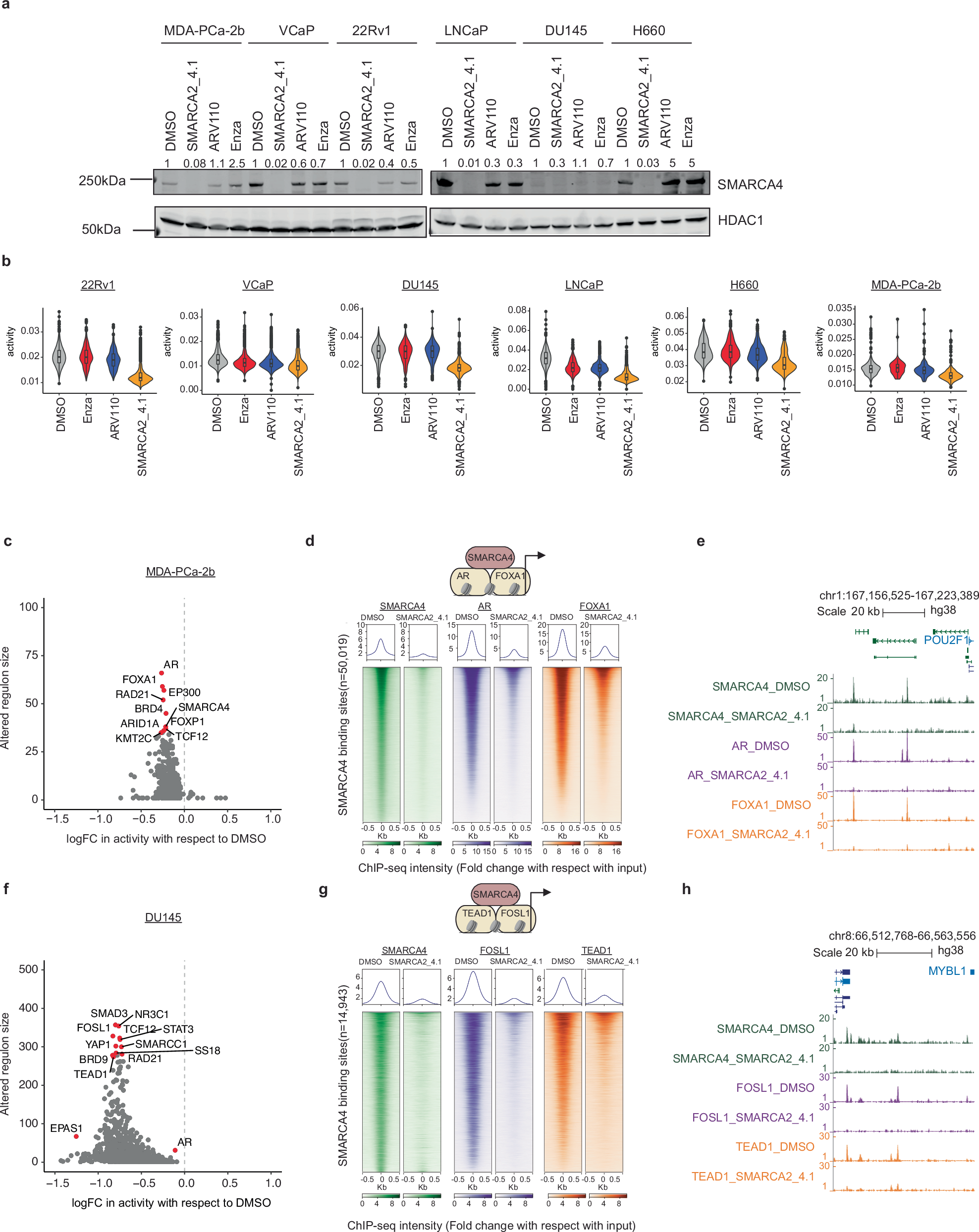 Fig. 4: Epiregulon uncovers context-dependent interaction partners of SMARCA4.