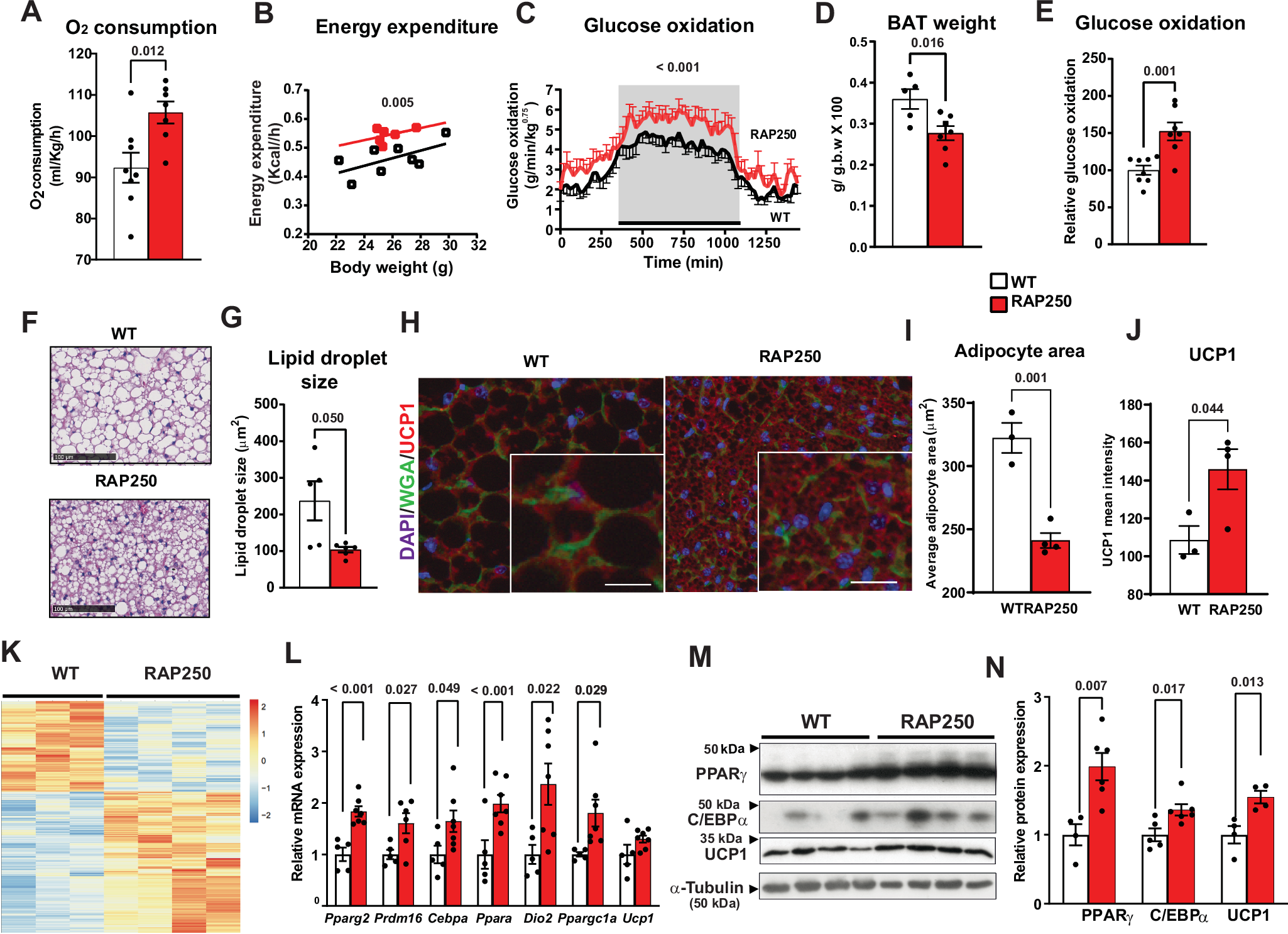 Fig. 3: RAP250 deficiency enhances energy expenditure and BAT activity.