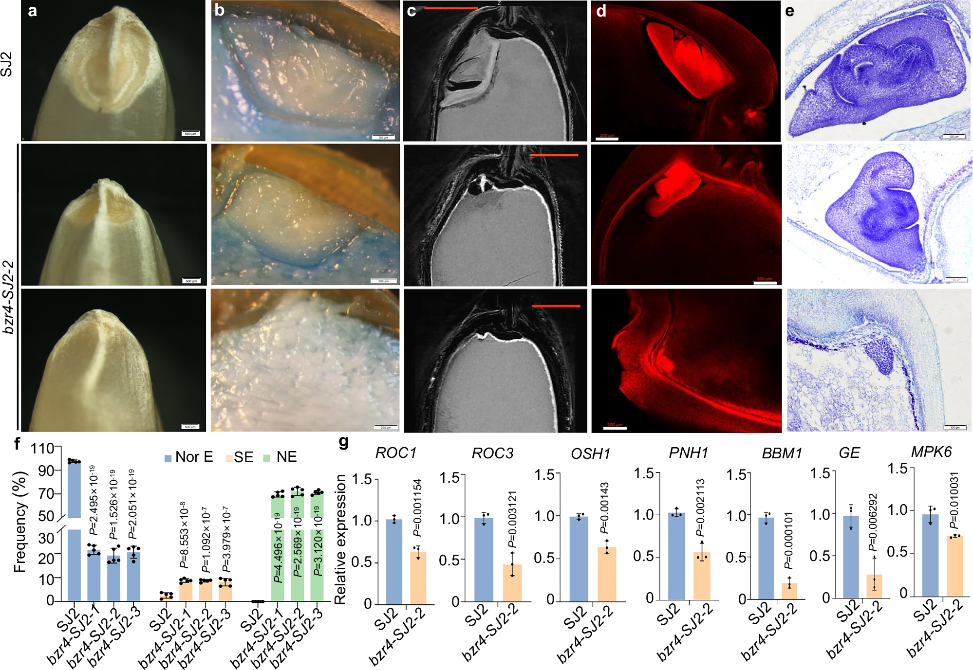稲の胚形成欠損性状を制御する重要遺伝子OsBZR4を同定（Scientists Identify Key Gene OsBZR4 Regulating Embryoless Rice Traits with Agricultural Potential）