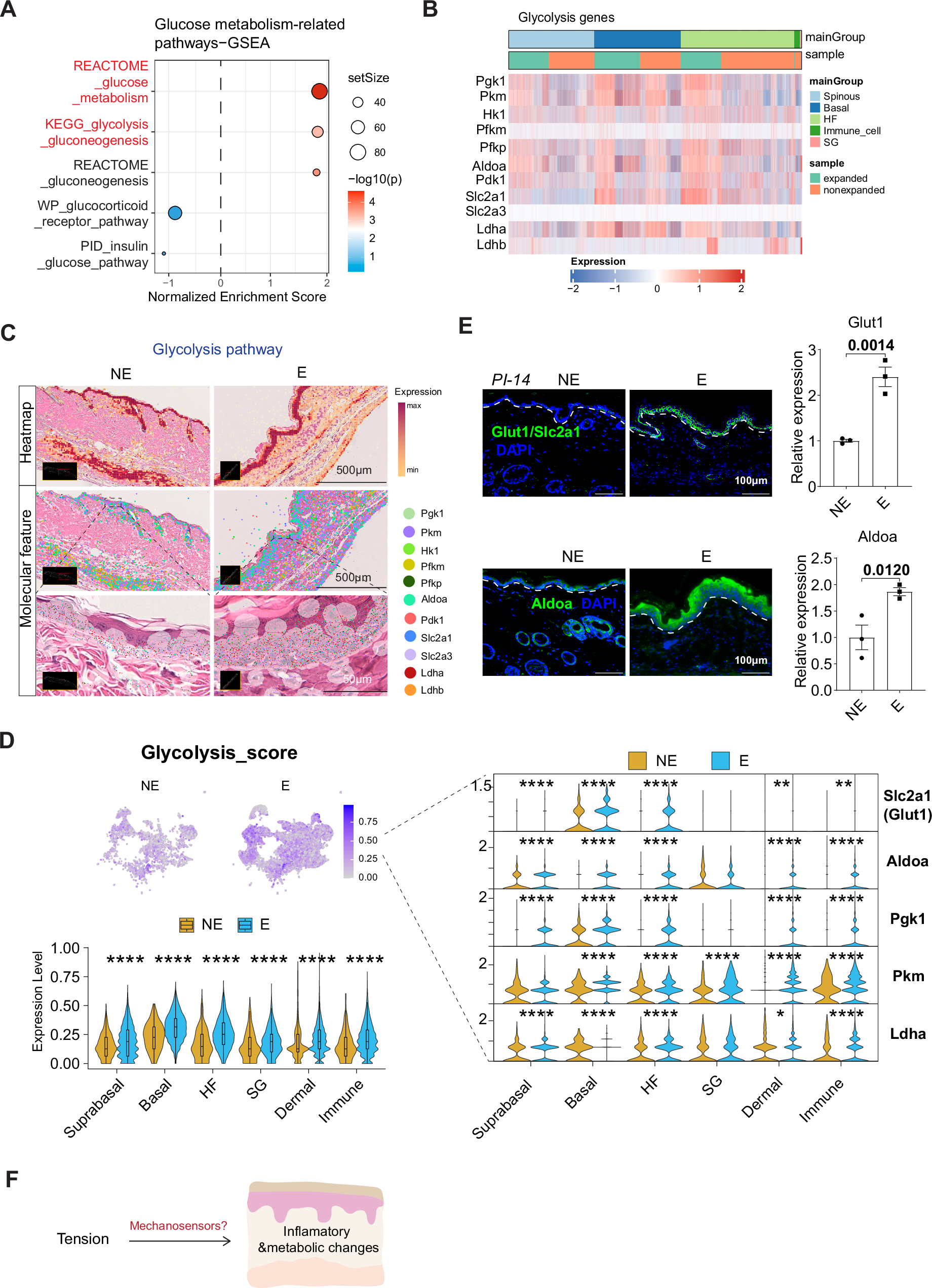Fig. 3: Tension enhances the glycolysis pathway in the skin.