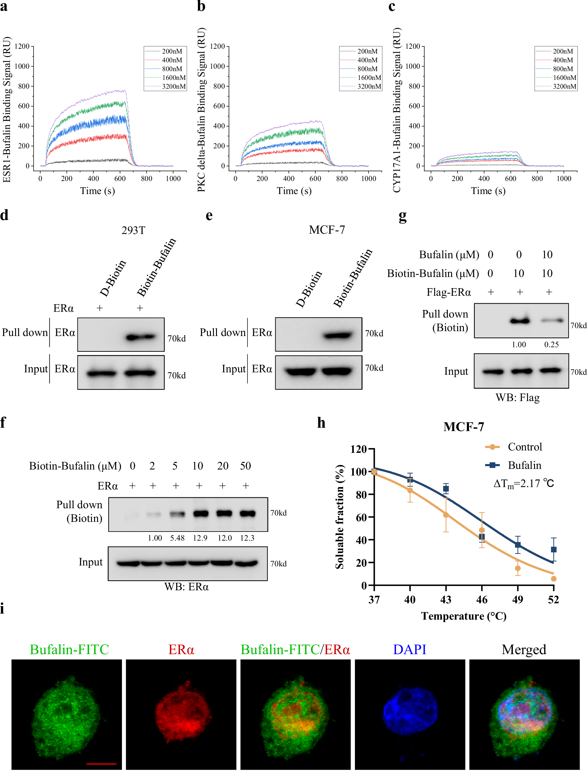 Fig. 2: Bufalin directly interacts with estrogen receptor α (ERα).