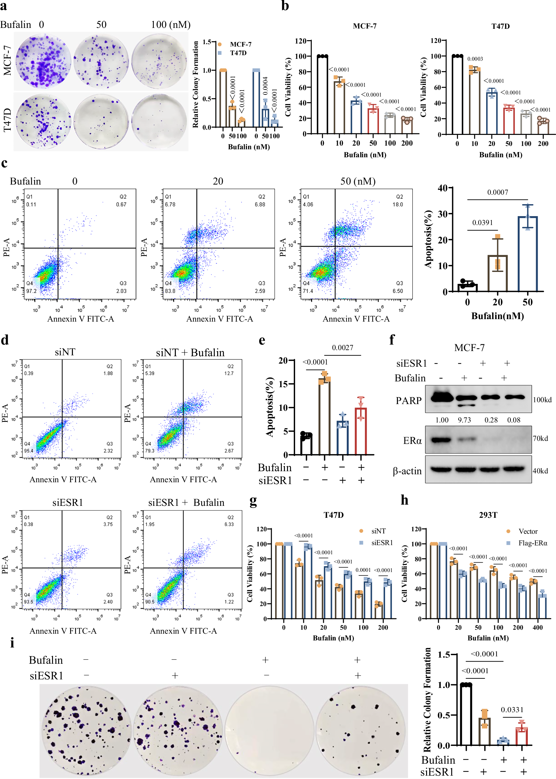 Fig. 6: Bufalin’s anti-cancer effects in ER+ cells are dependent on ERα.