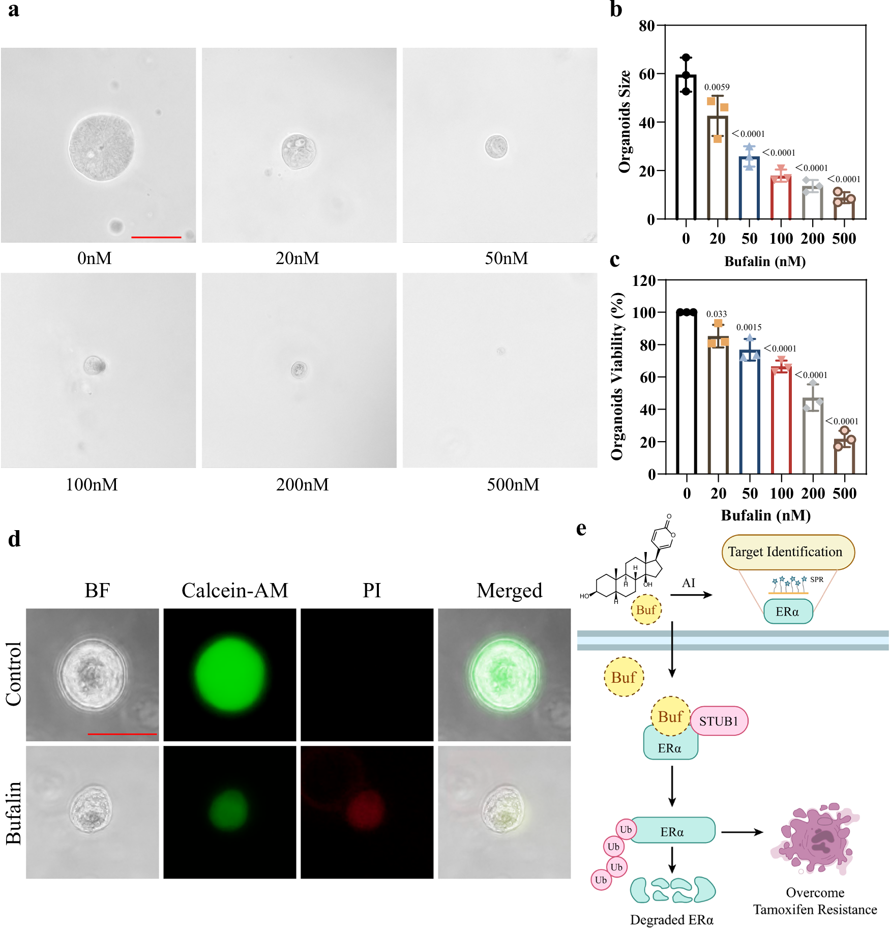 Fig. 9: Bufalin exerts significant anti-cancer activity in Tamoxifen-resistant patient-derived organoids.