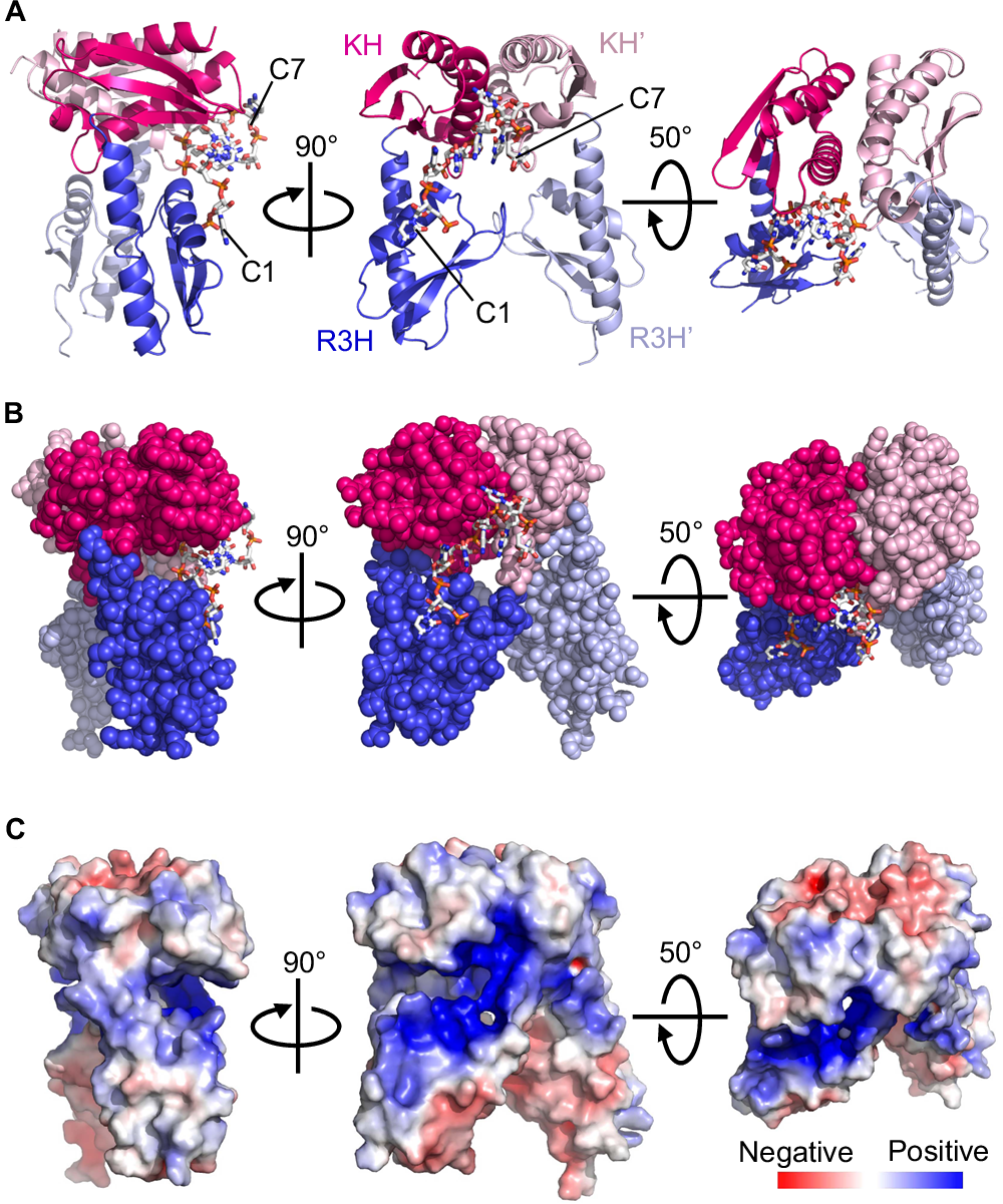 Fig. 3: Structural basis for the RNA binding of ttKhpB.