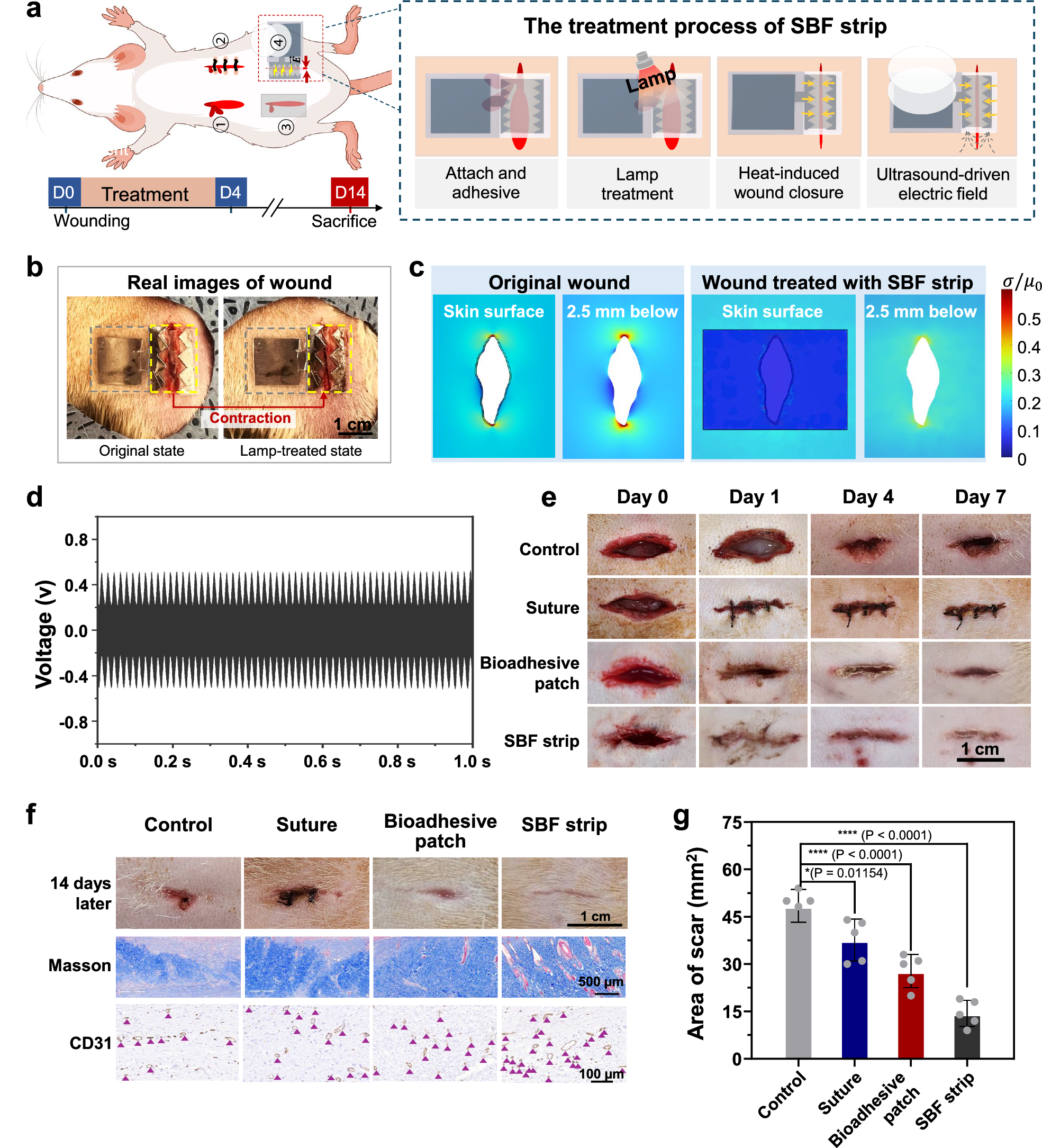 Fig. 5: In vivo assessments of SBF strip for sutureless wound treatment.