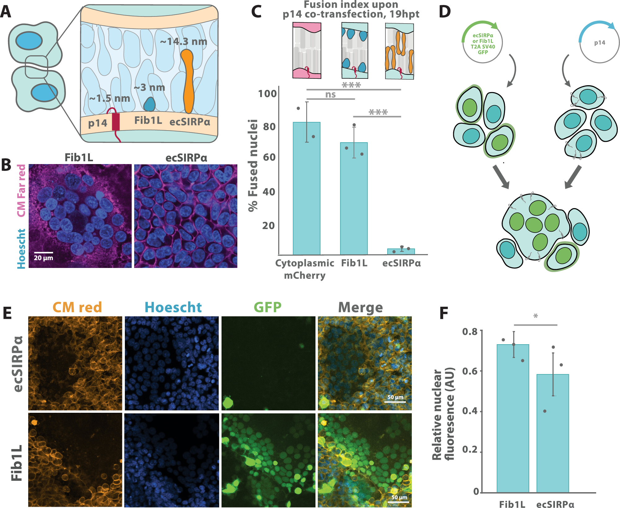 Fig. 3: Increased surface crowding inhibits p14-mediated cell-cell fusion, enabling fusion selectivity.