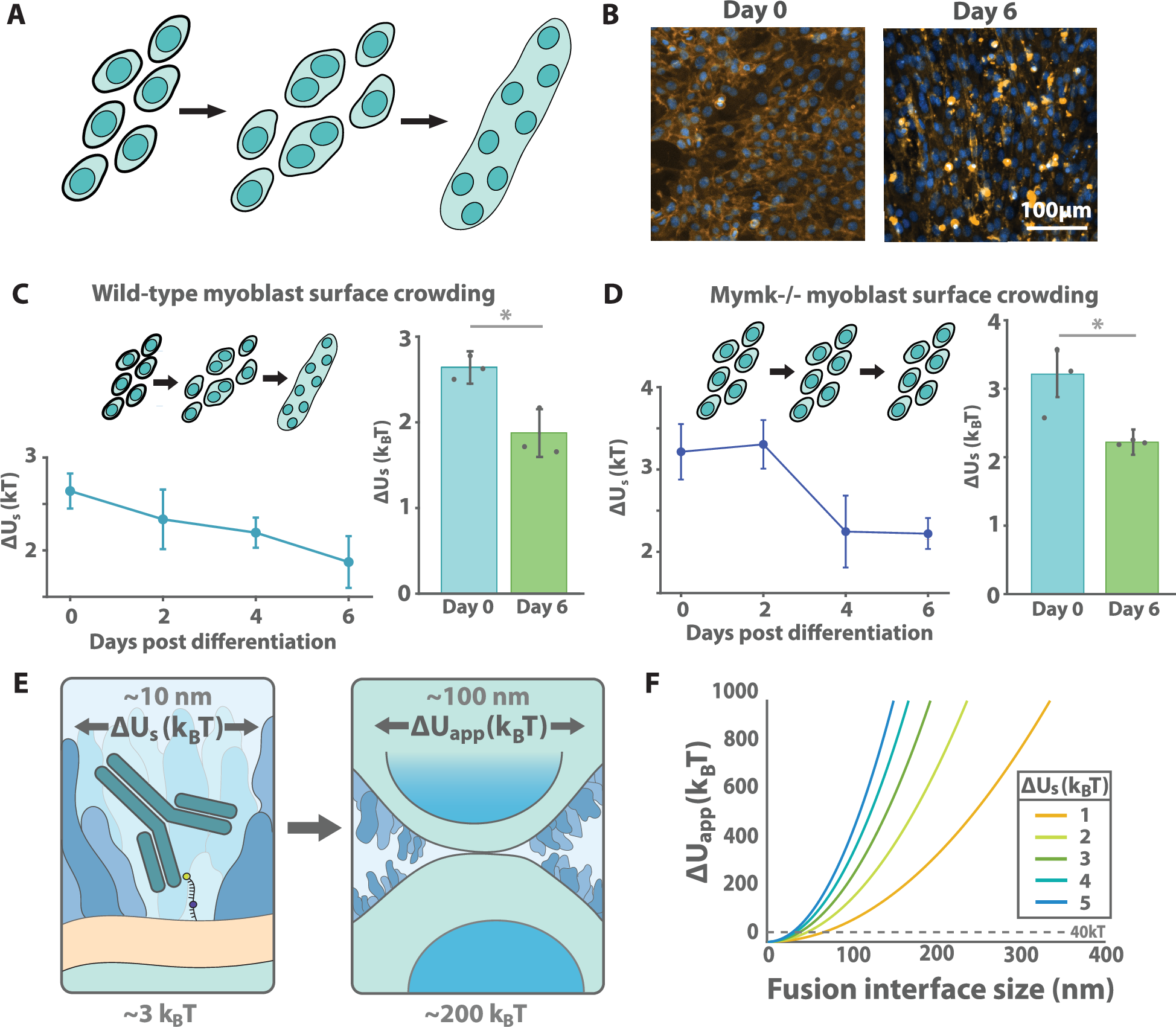 Fig. 4: Myoblasts reduce their cell surface crowding as they differentiate and undergo fusion.